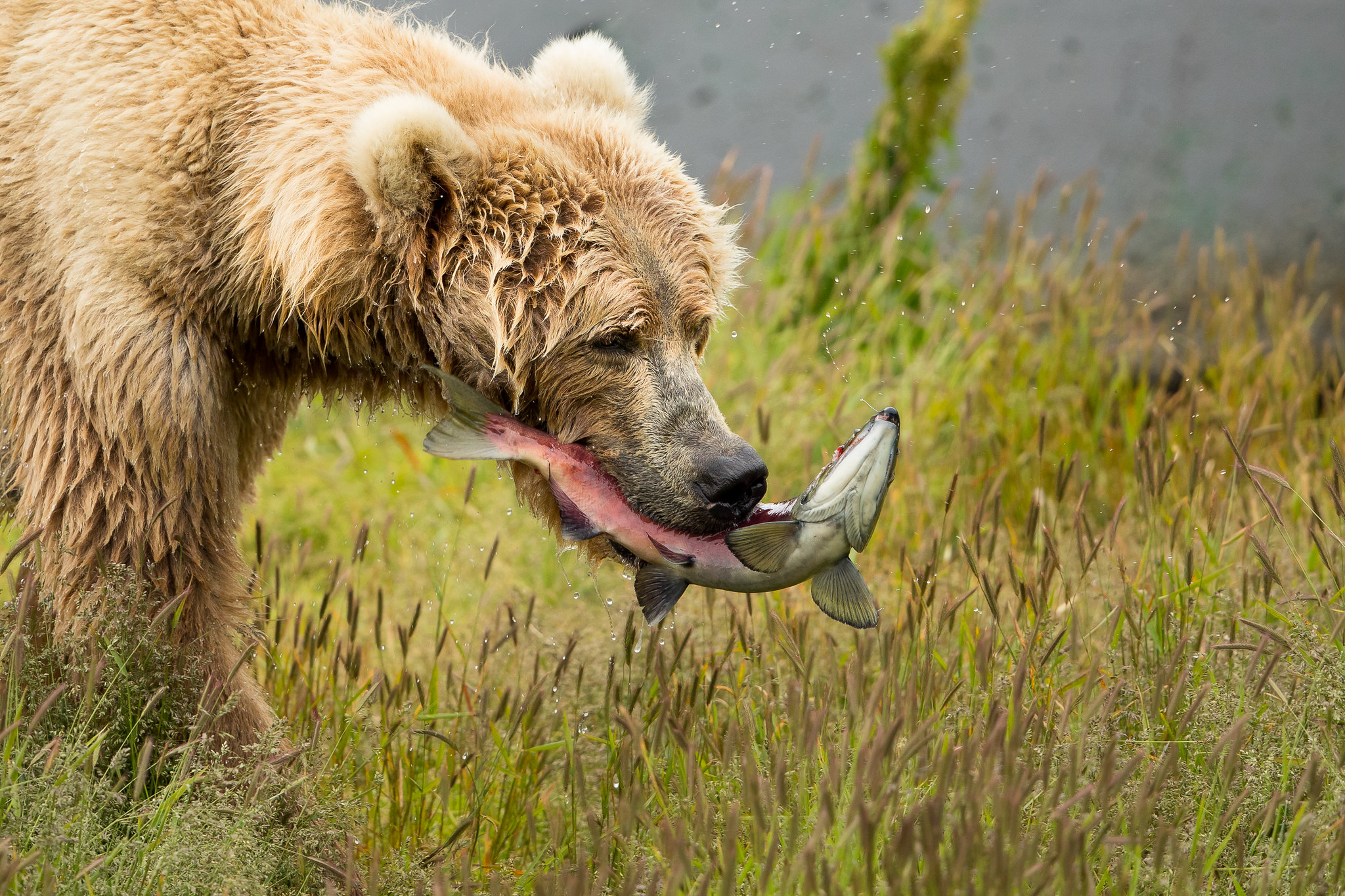 Definitive Guide To Kodiak Bear Facts Habitat Conservation Status