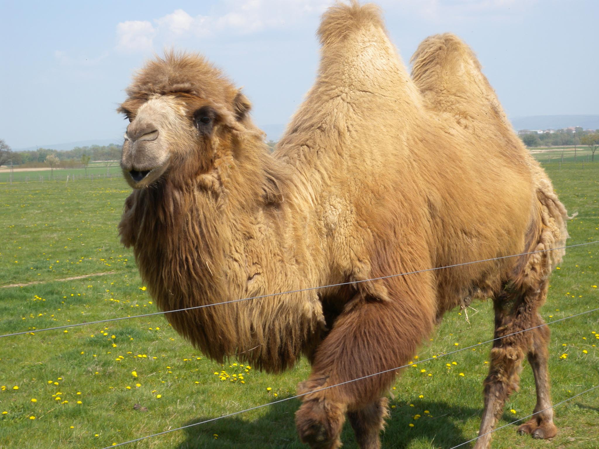 Definitive Guide To Bactrian Camel Facts, Habitat, Conservation Status