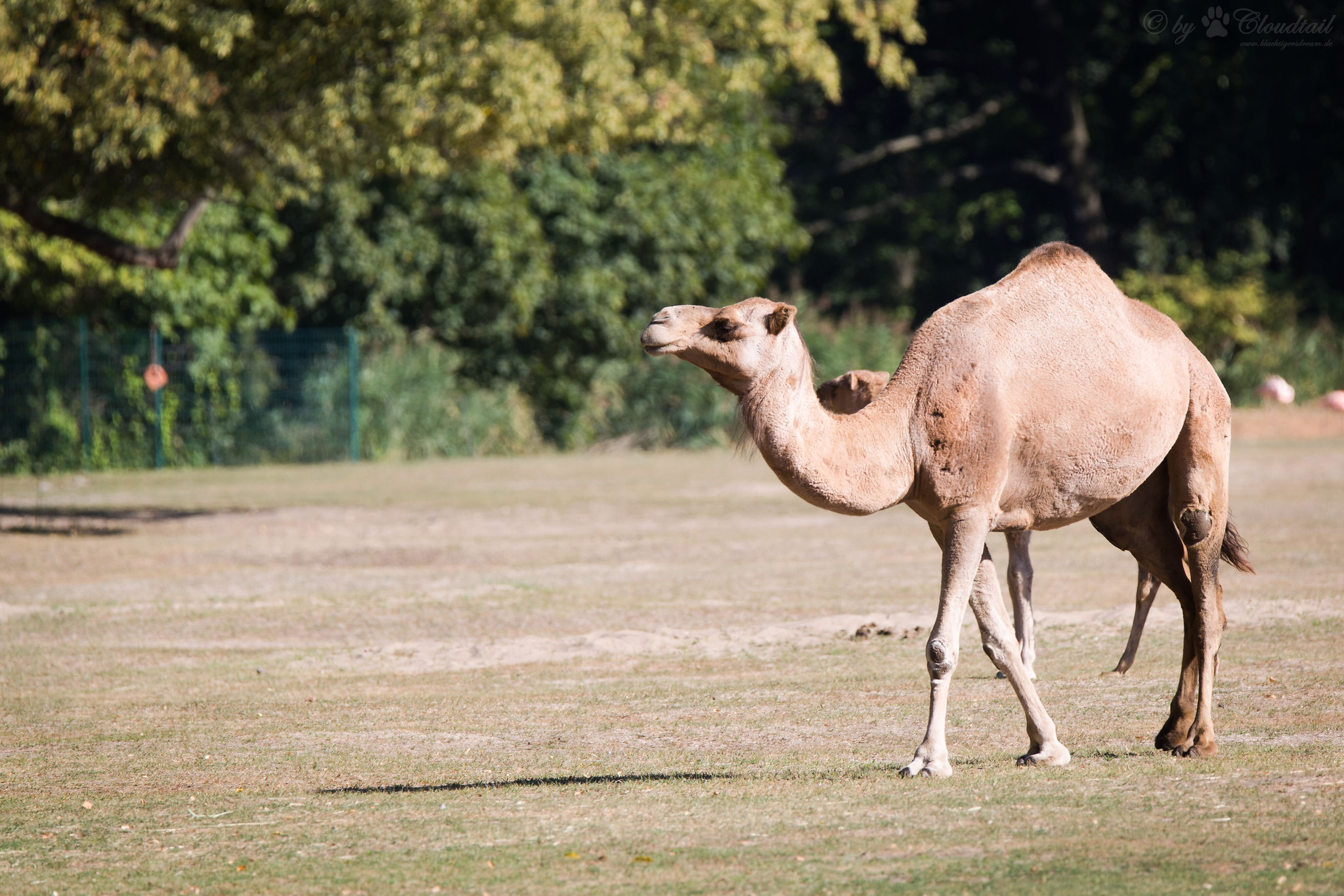 Definitive Guide To Dromedary Camel Facts, Habitat, Conservation Status