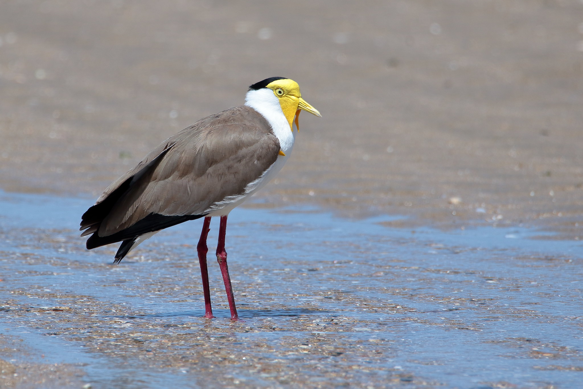 Masked Lapwing Facts, Habitat, Conservation Status, Zoo Populations ...