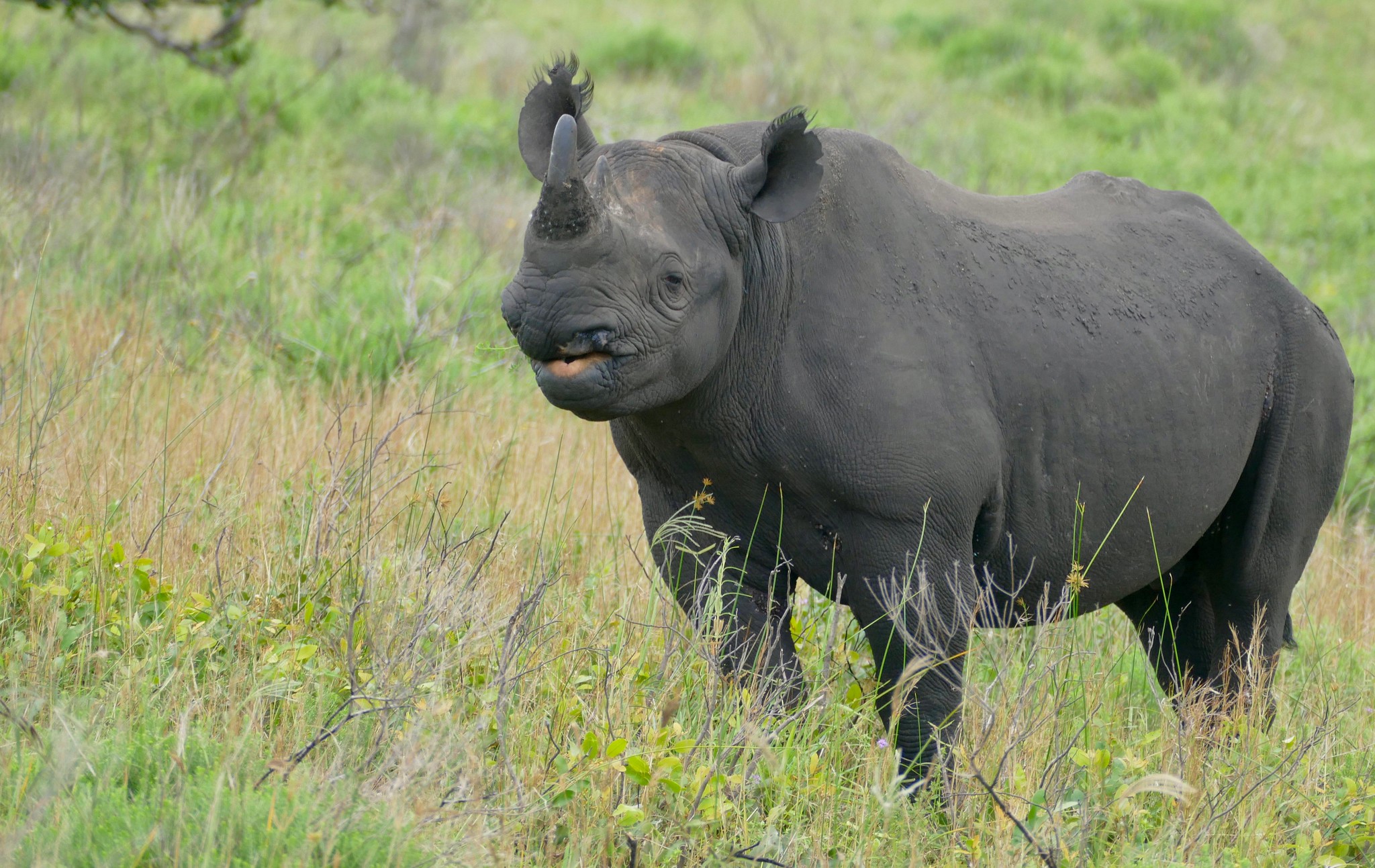 Definitive Guide To Eastern Black Rhinoceros Facts, Habitat ...