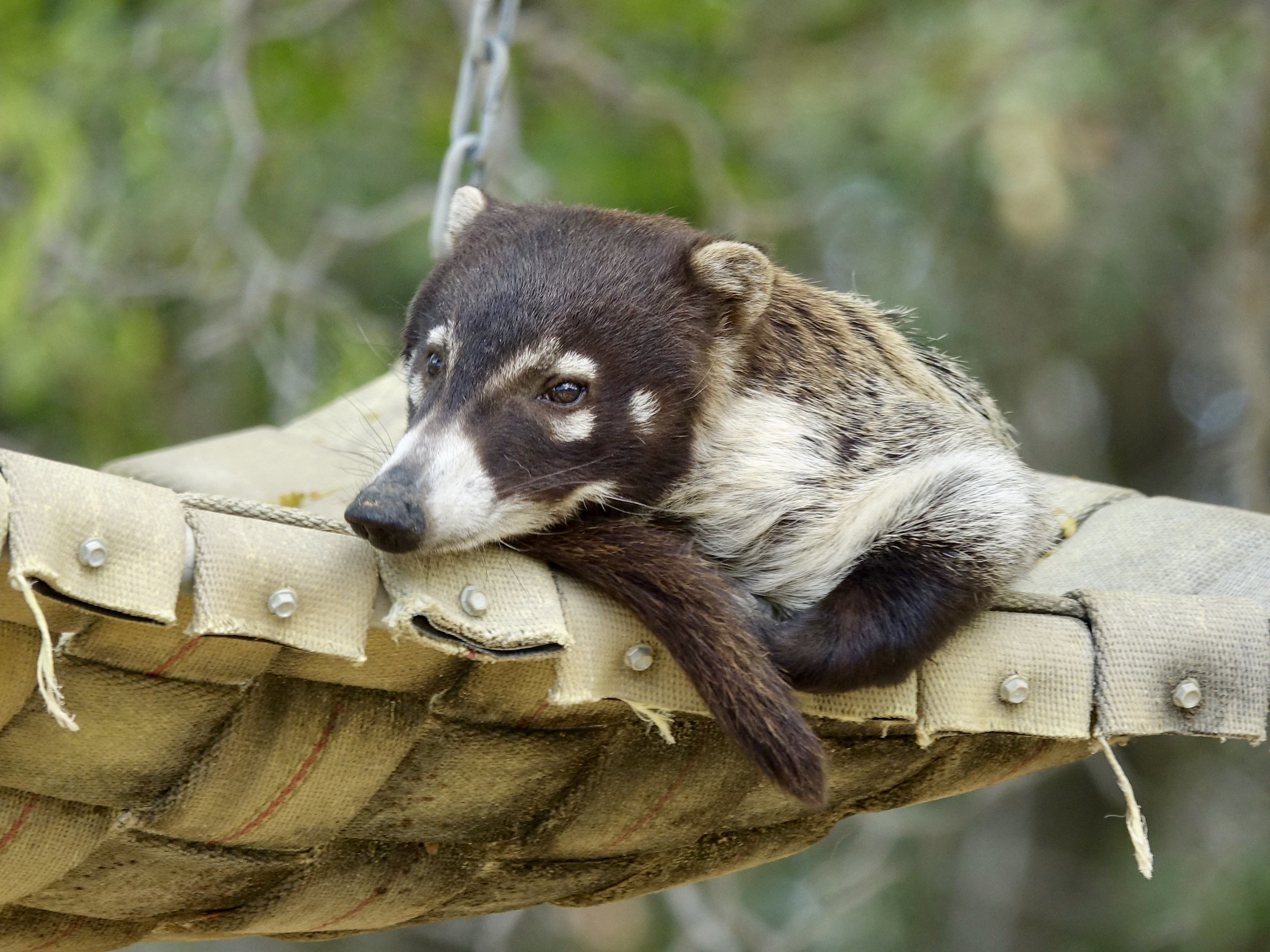 Definitive Guide To White-nosed Coati Facts, Habitat, Conservation ...