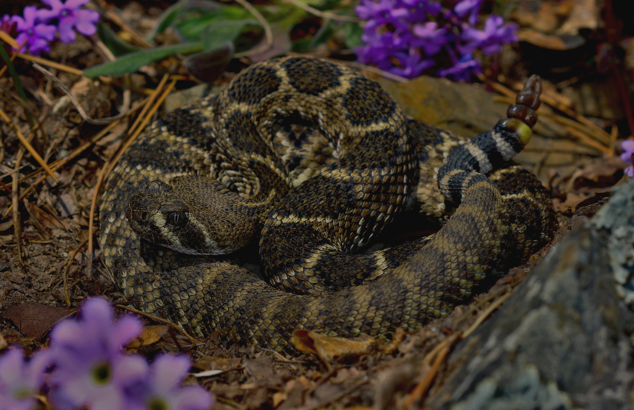 Definitive Guide To Western Diamondback Rattlesnake Facts, Habitat 