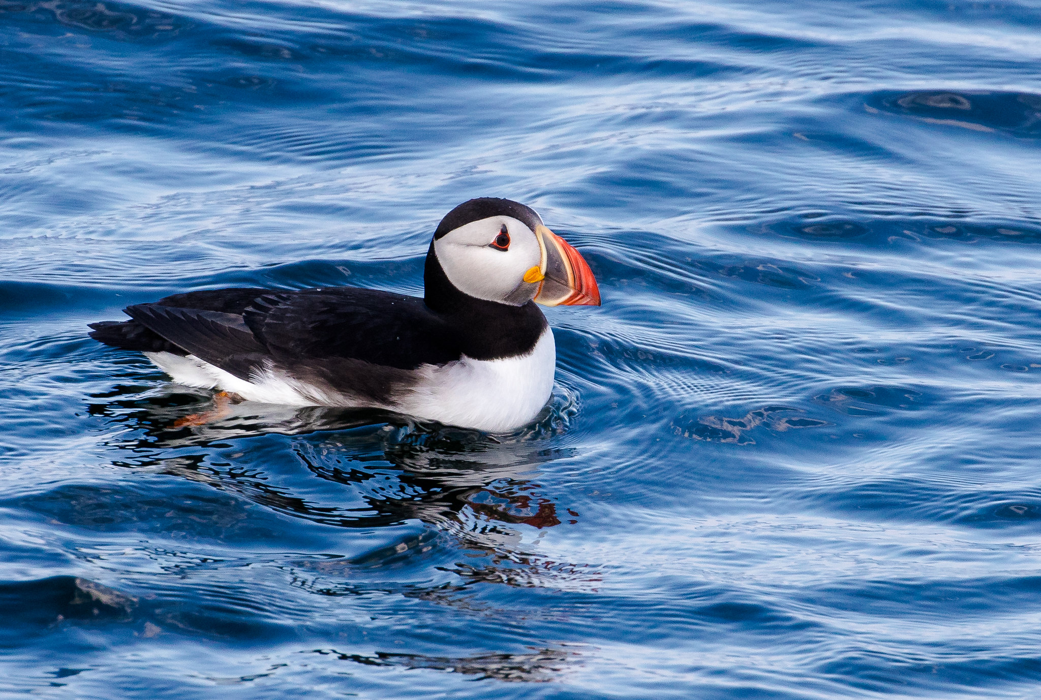 Puffin Habitat Map Zone De Distribution Des Puffins URZGQ Puffin Habitat Map Zone De Distribution Des Puffins URZGQ