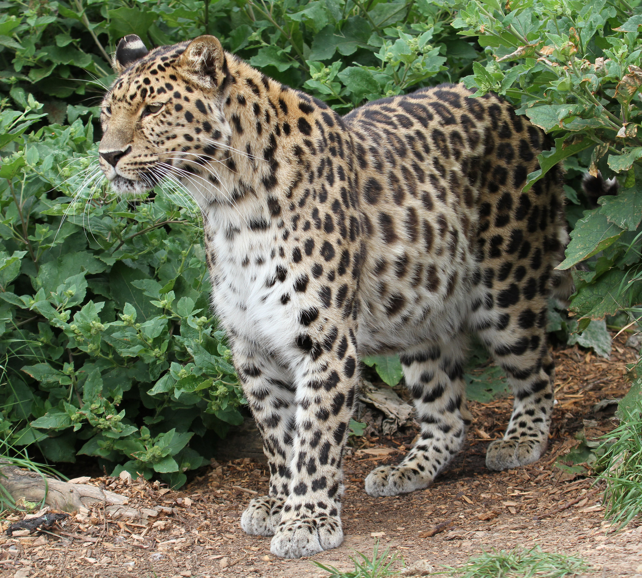 Amur Leopard - Zoo Guide