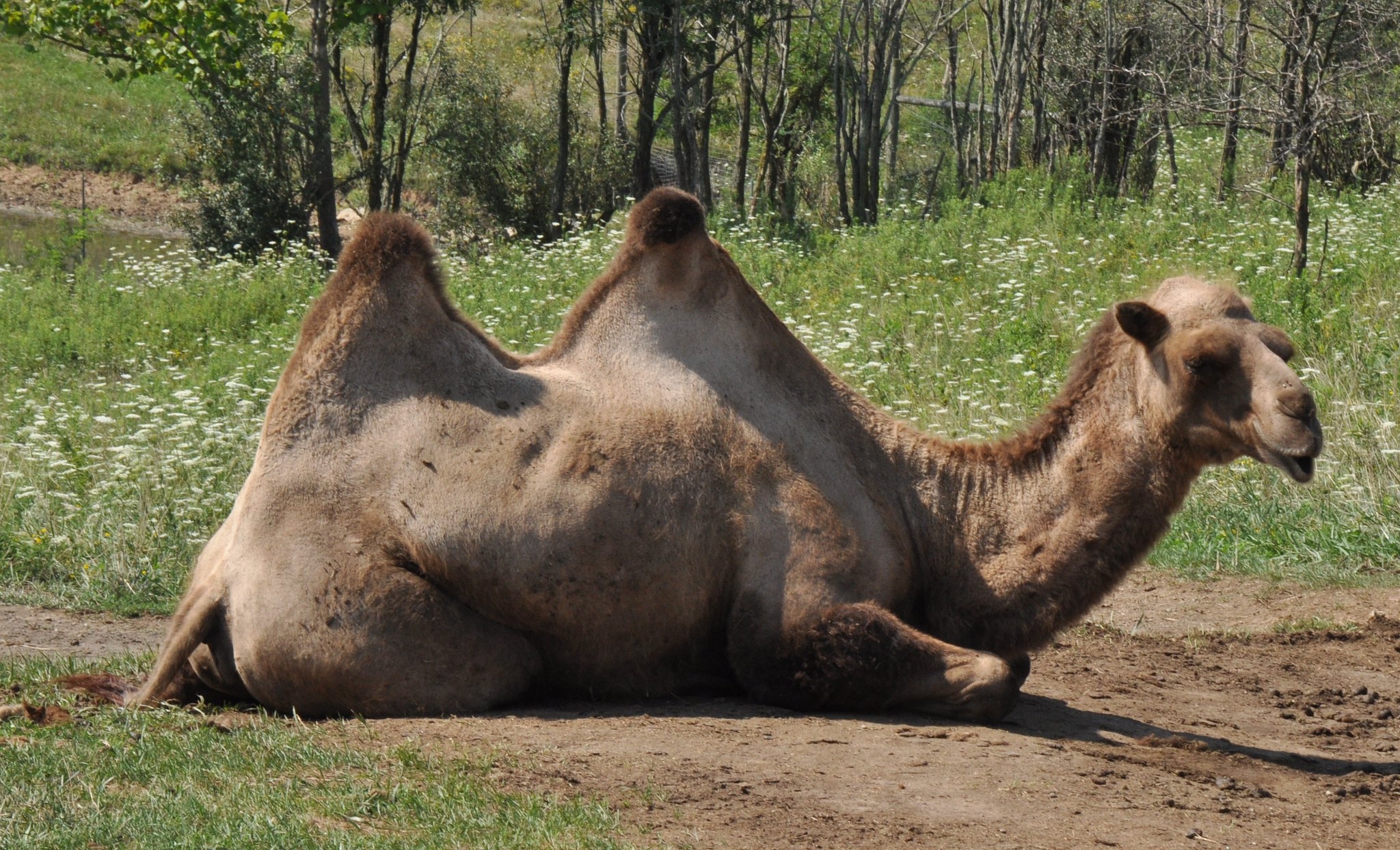 Definitive Guide To Bactrian Camel Facts, Habitat, Conservation Status