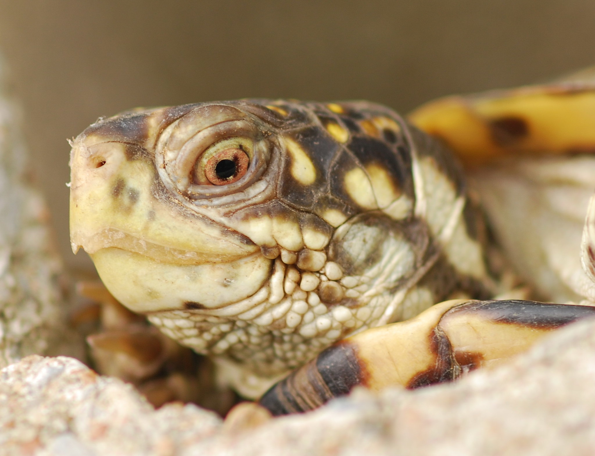 Definitive Guide To Ornate Box Turtle Facts Habitat Conservation   487494962 1a3af7d621 K 