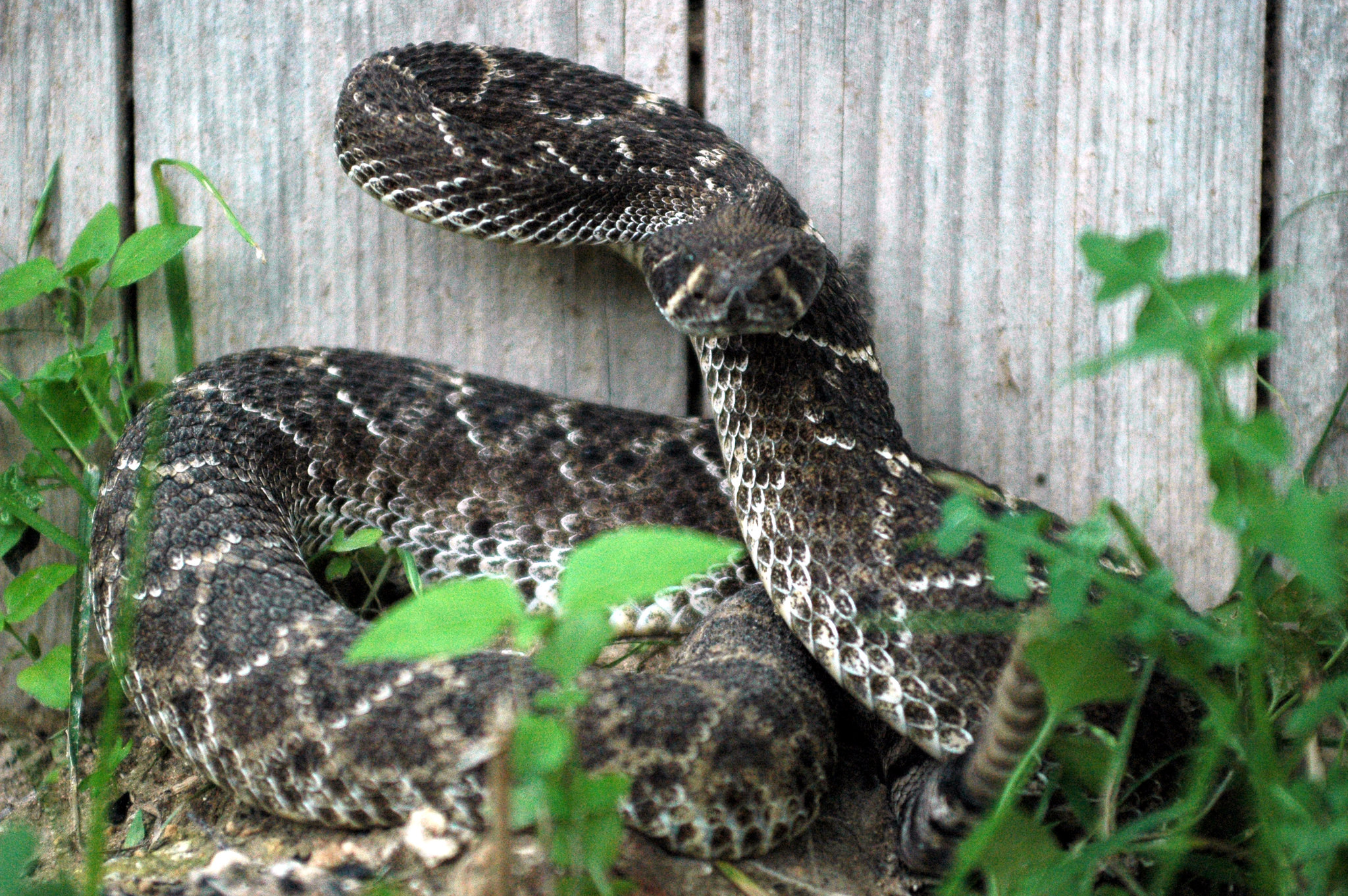 Definitive Guide To Western Diamondback Rattlesnake Facts, Habitat 