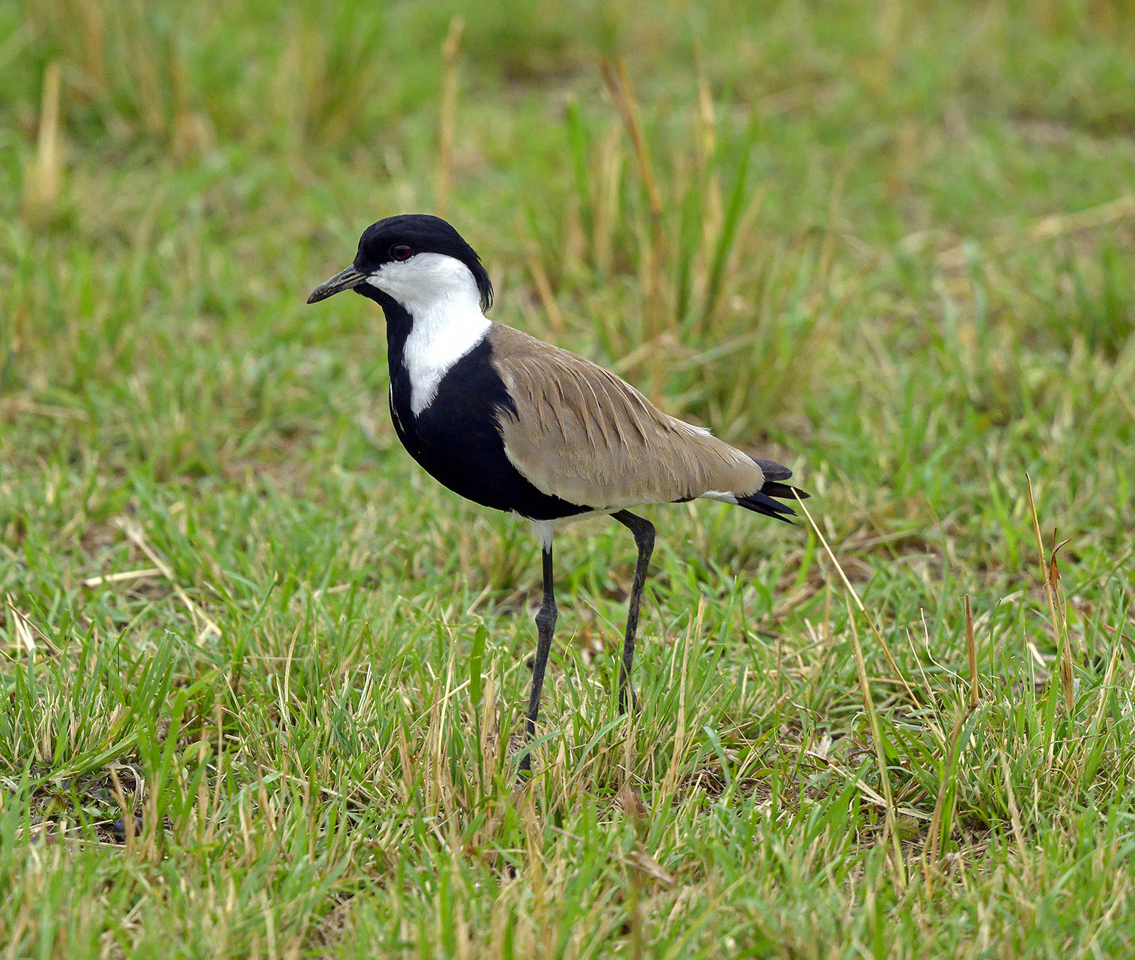 Definitive Guide To Spur-winged Lapwing Facts, Habitat, Conservation 