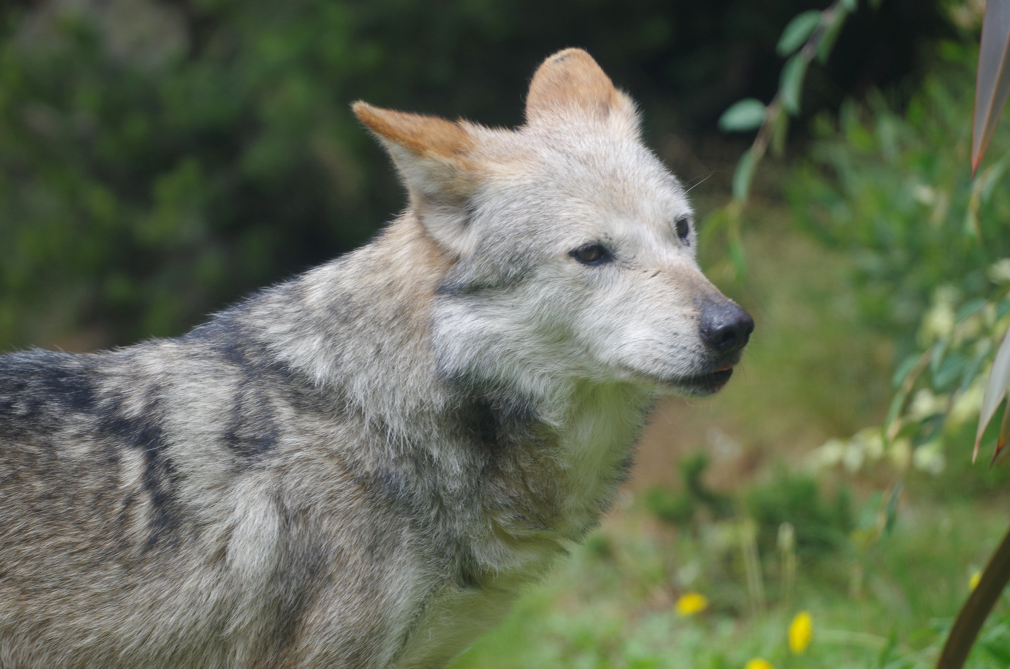 Definitive Guide To Mexican Gray Wolf Facts, Habitat, Conservation