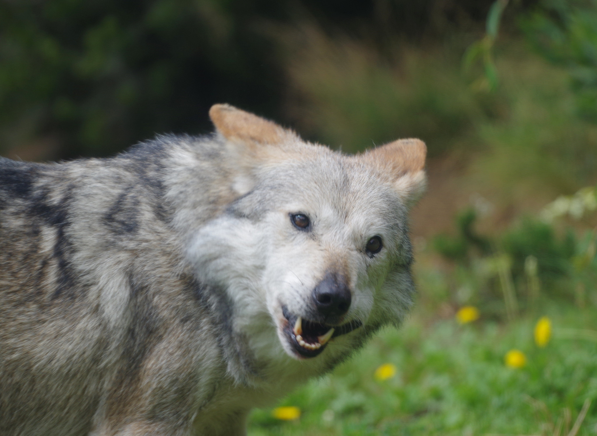 Definitive Guide To Mexican Gray Wolf Facts, Habitat, Conservation