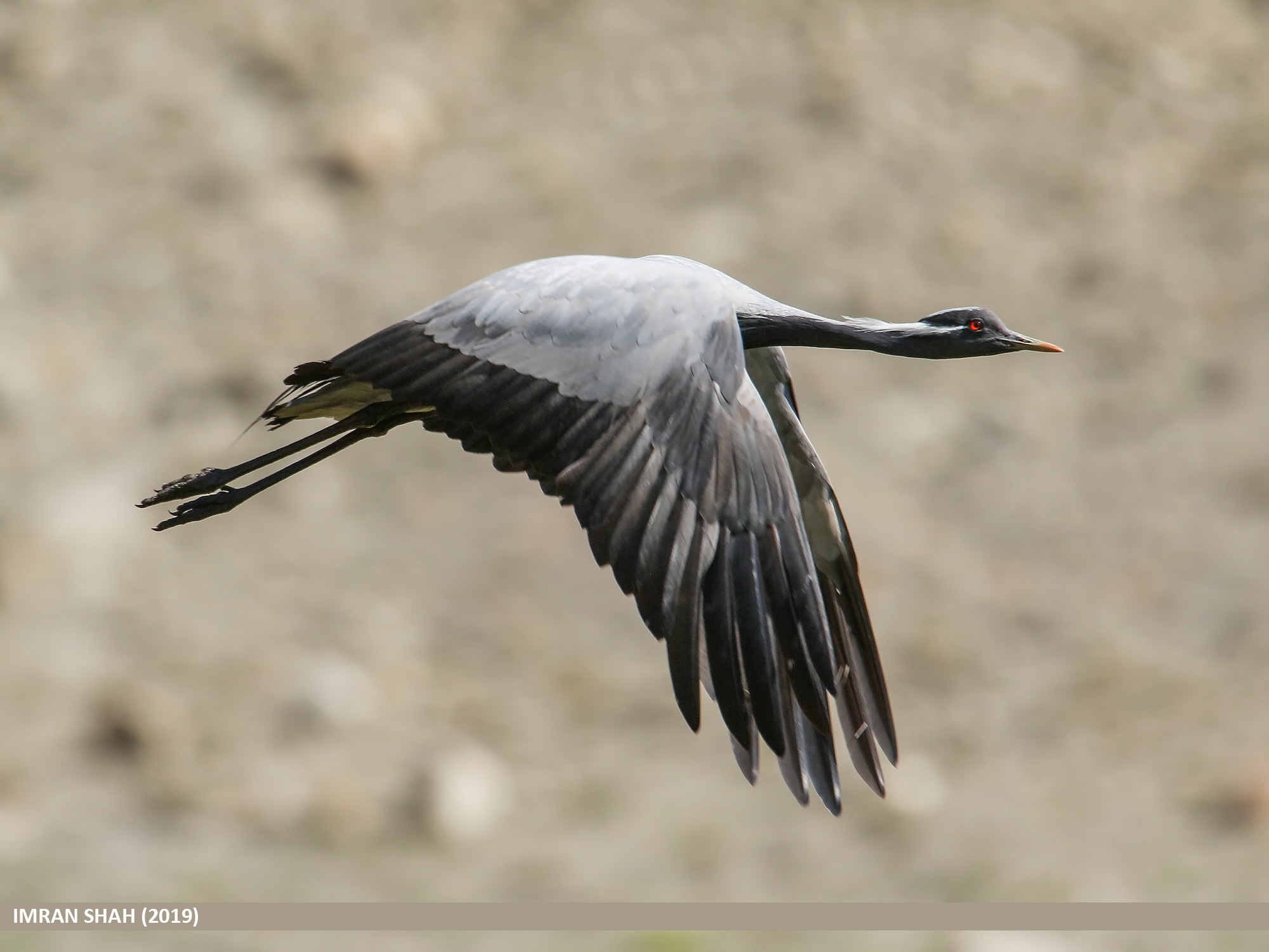 Definitive Guide To Demoiselle Crane Facts, Habitat, Conservation 