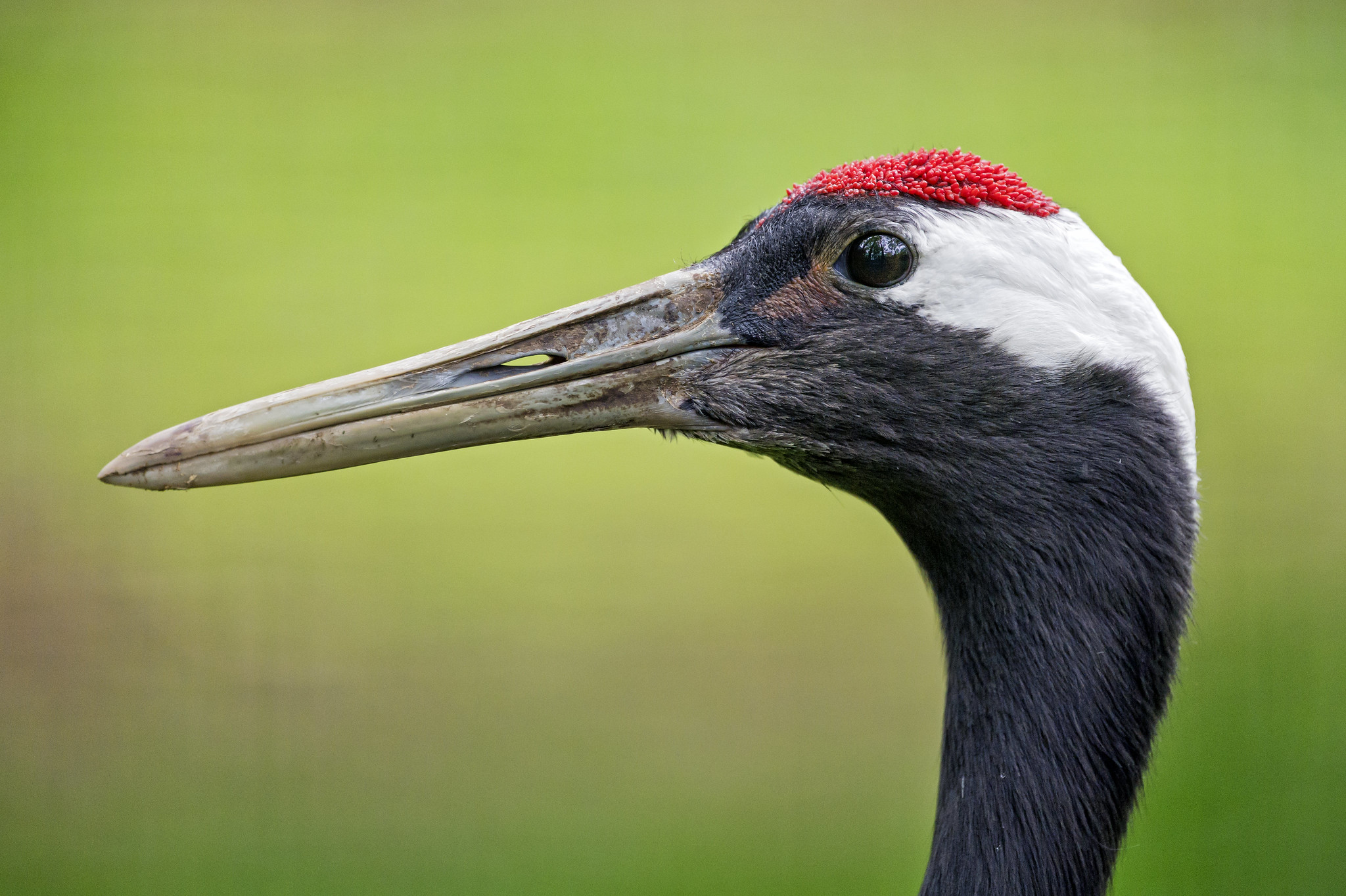 Definitive Guide To Red-crowned Crane Facts, Habitat, Conservation ...