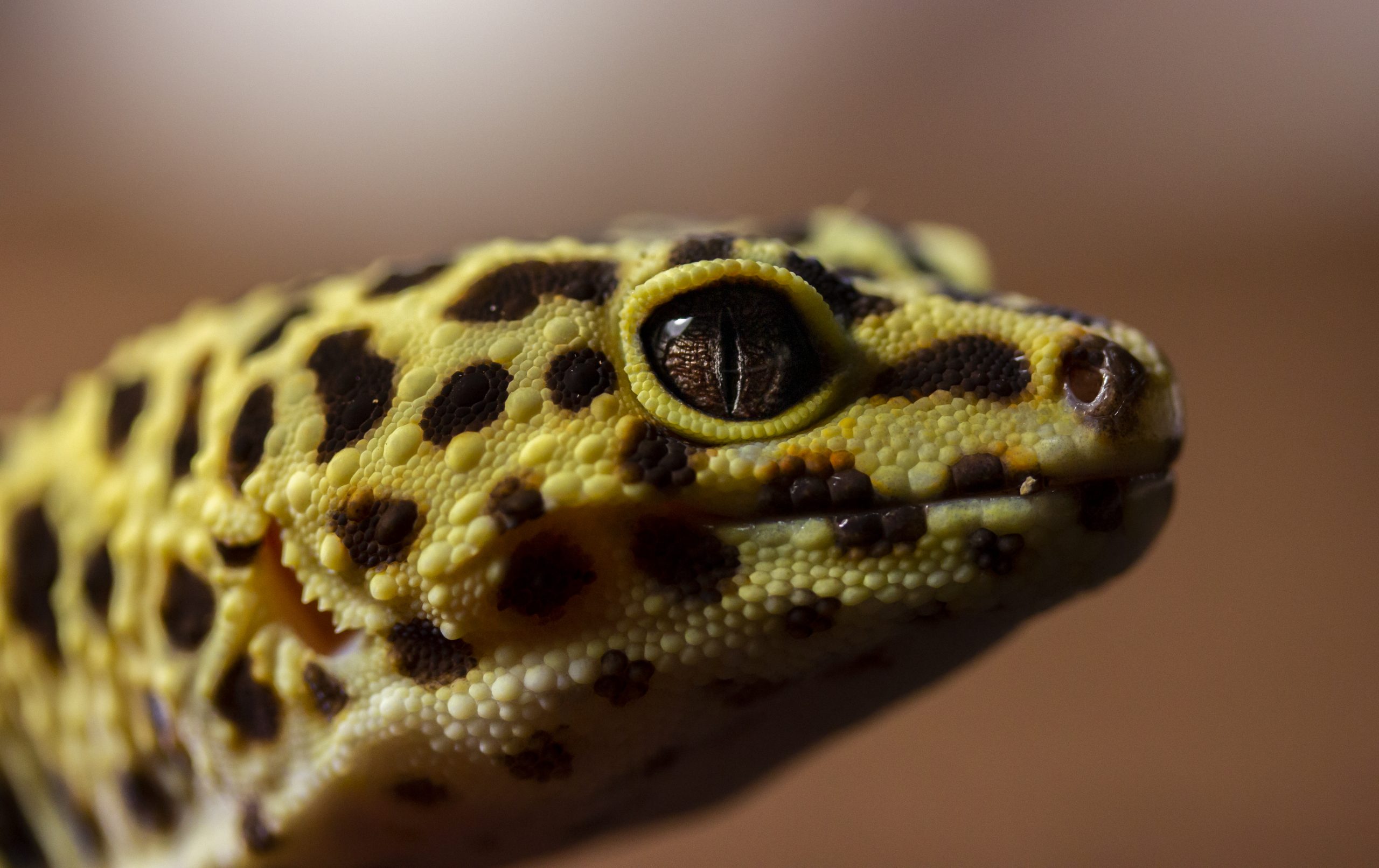 Definitive Guide To Common Leopard Gecko Facts, Habitat, Conservation ...