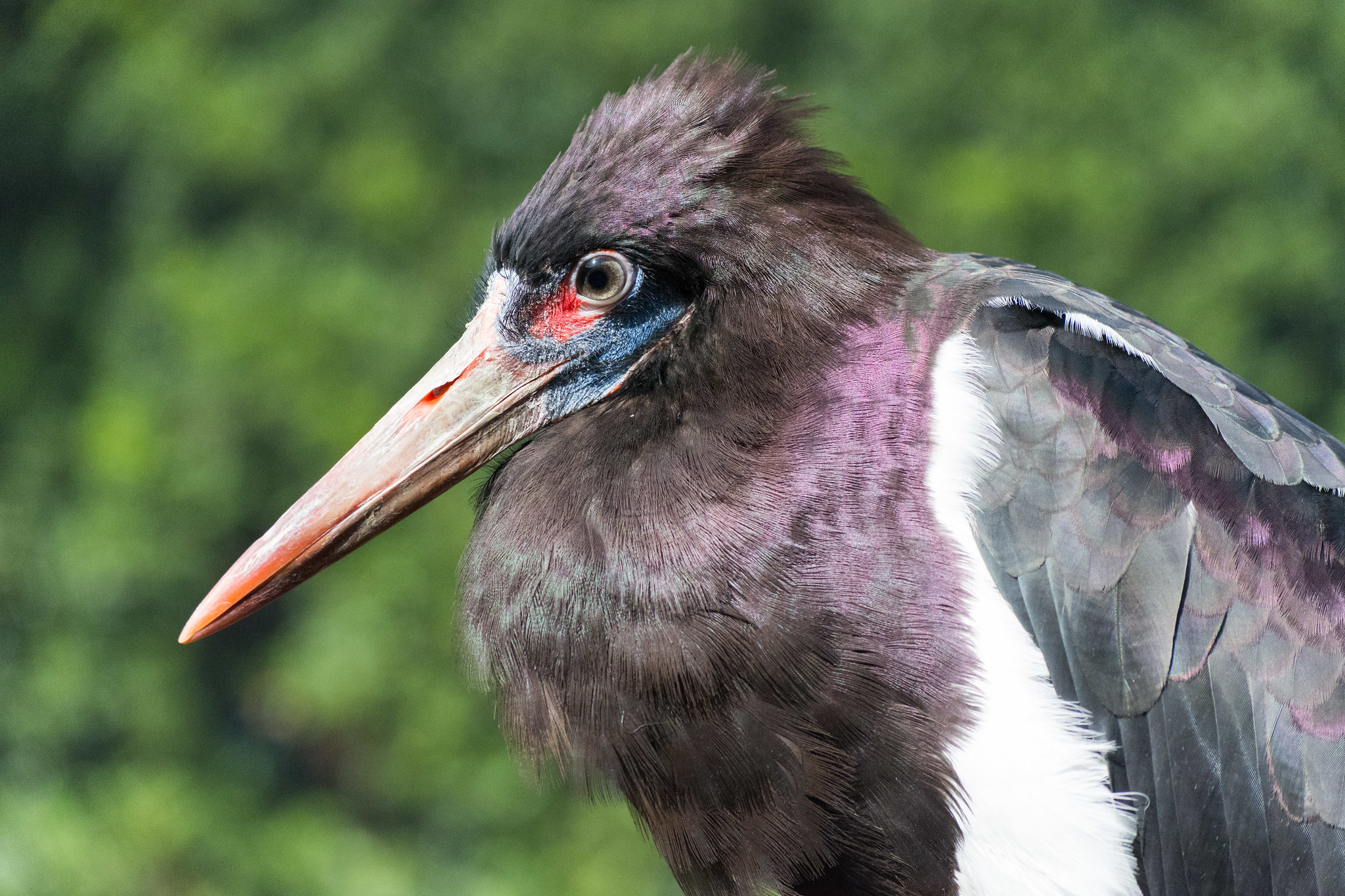 Definitive Guide To Abdim's Stork Facts, Habitat, Conservation Status ...