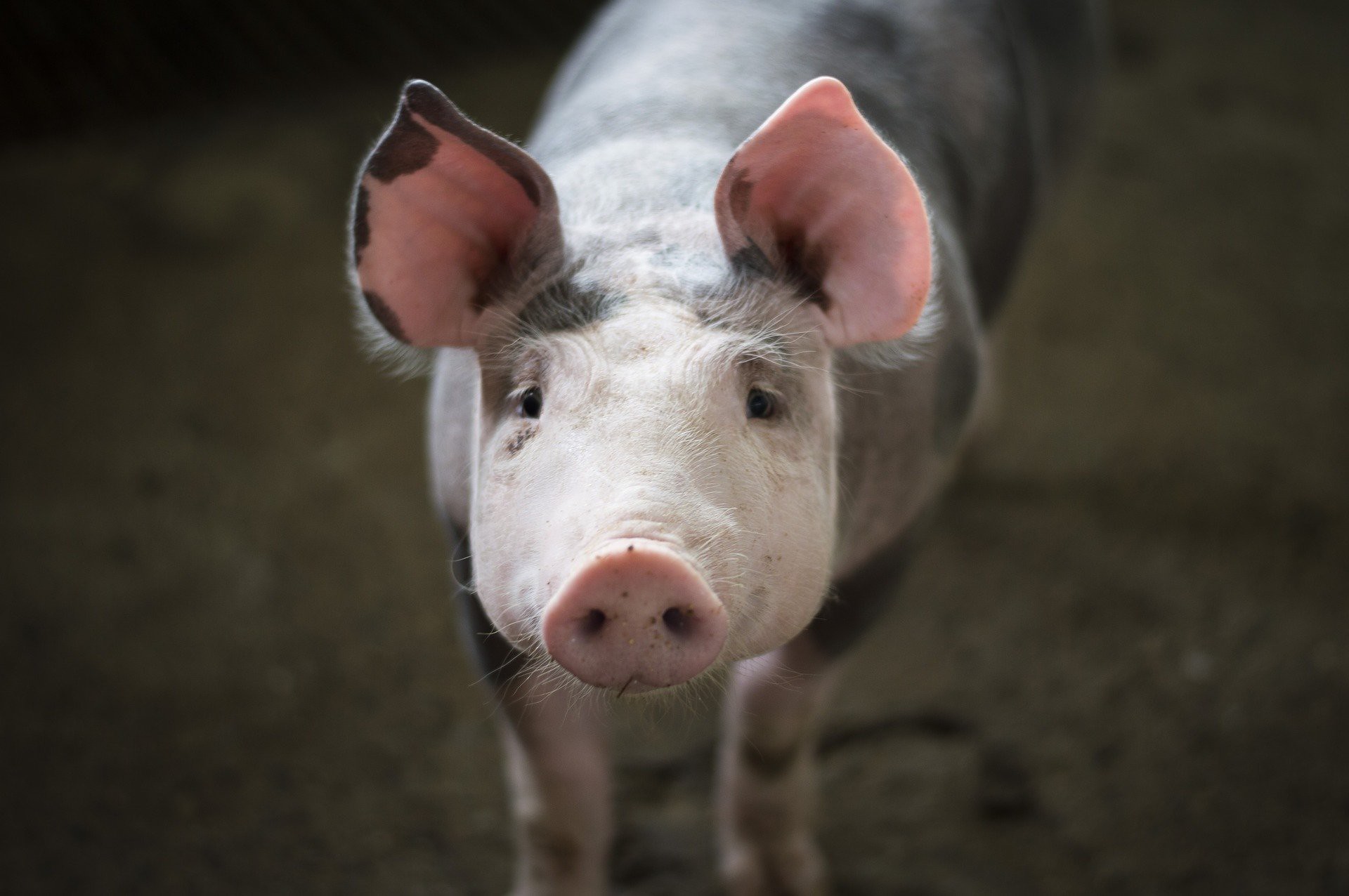 Definitive Guide To Domestic Pig Facts Habitat Conservation Status 