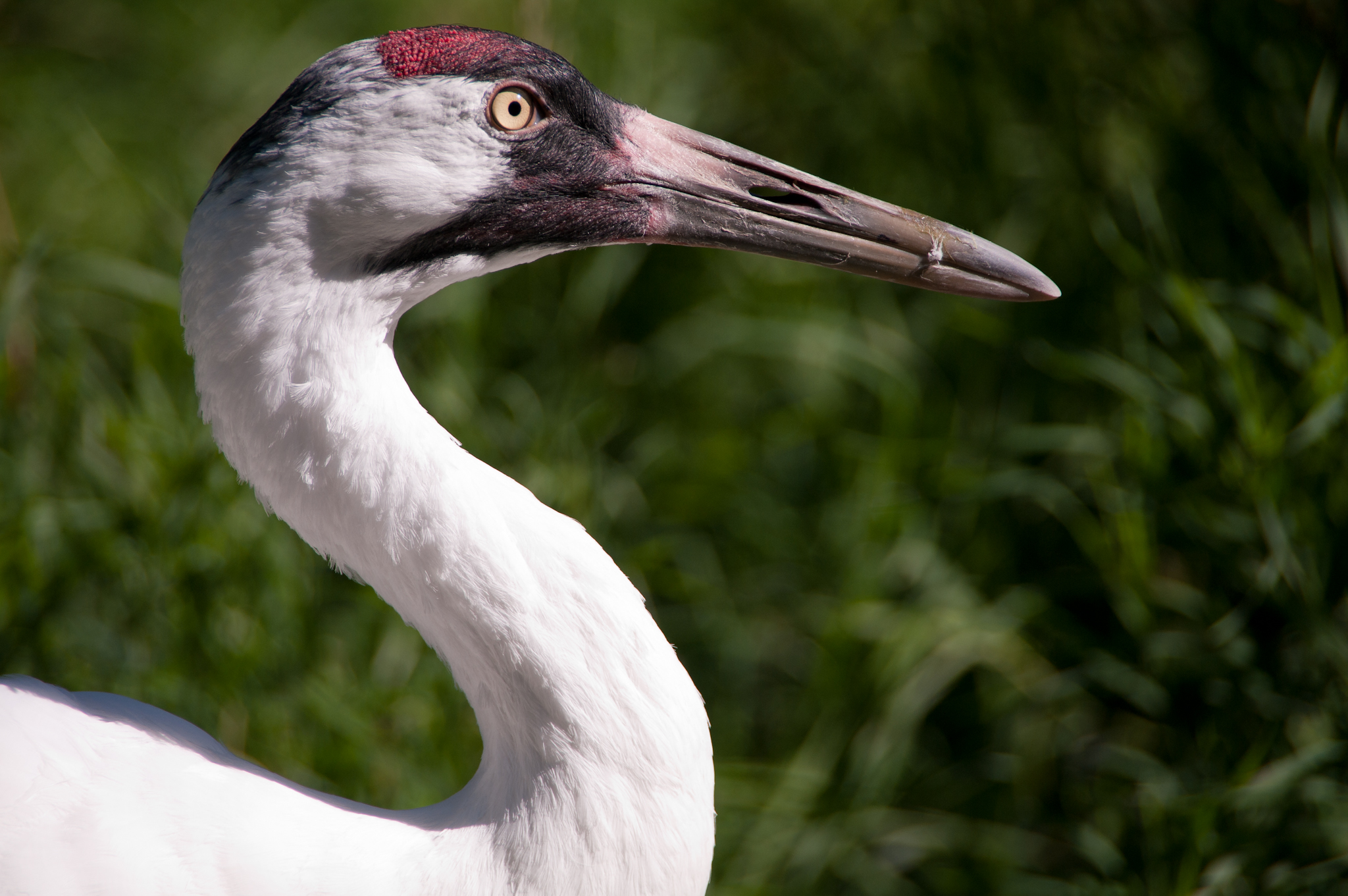 Definitive Guide To Whooping Crane Facts, Habitat, Conservation Status ...