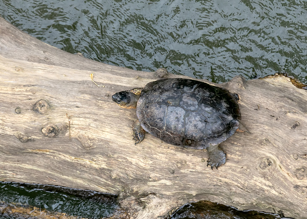 Definitive Guide To Black Wood Turtle Facts, Habitat, Conservation ...