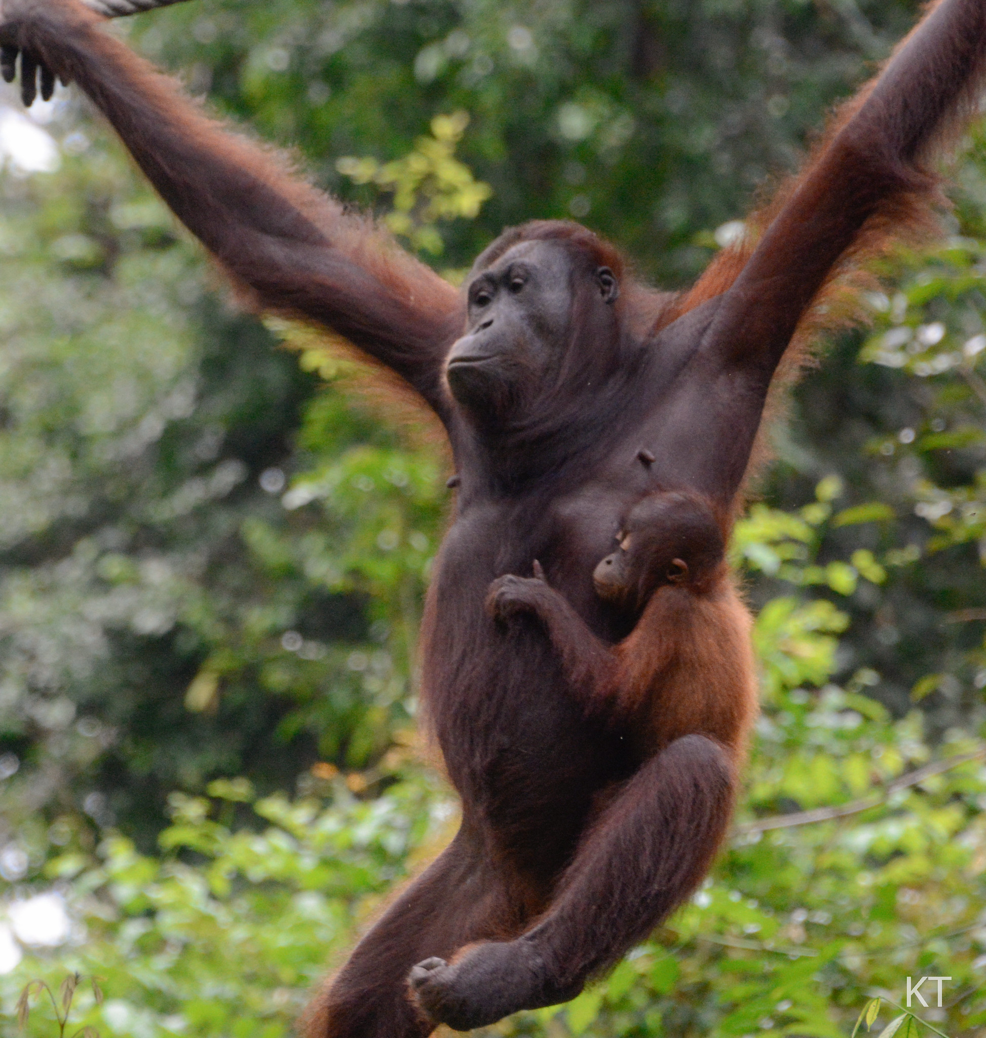 Definitive Guide To Bornean Orangutan Facts, Habitat, Conservation