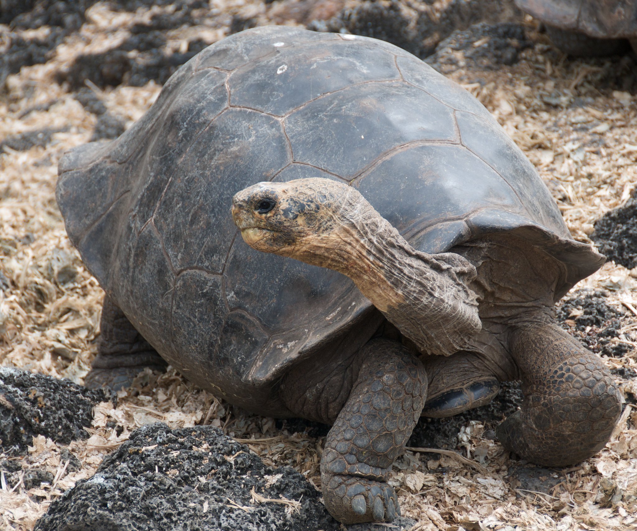 Definitive Guide To Galápagos Tortoise Facts, Habitat, Conservation ...