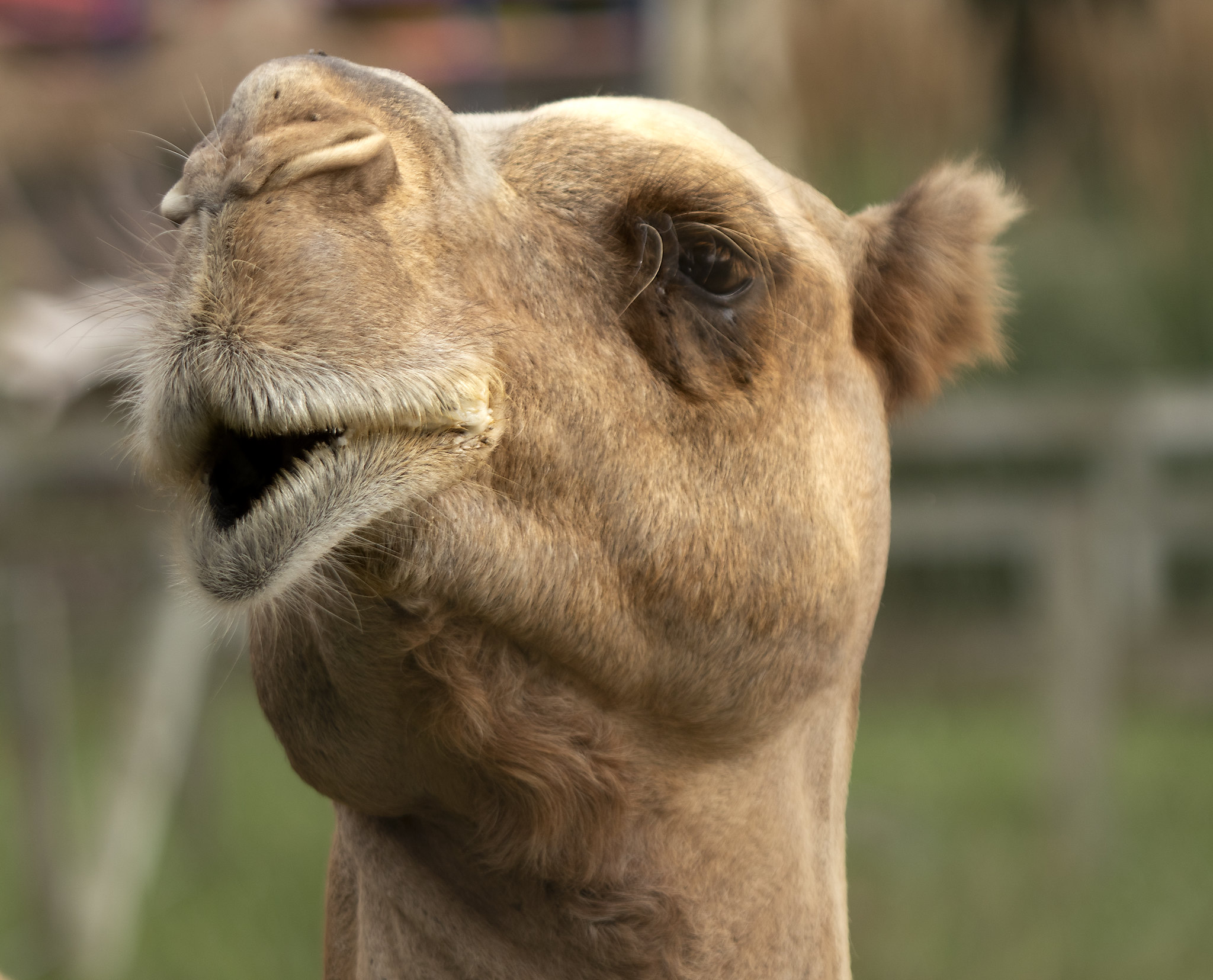 Definitive Guide To Dromedary Camel Facts, Habitat, Conservation Status