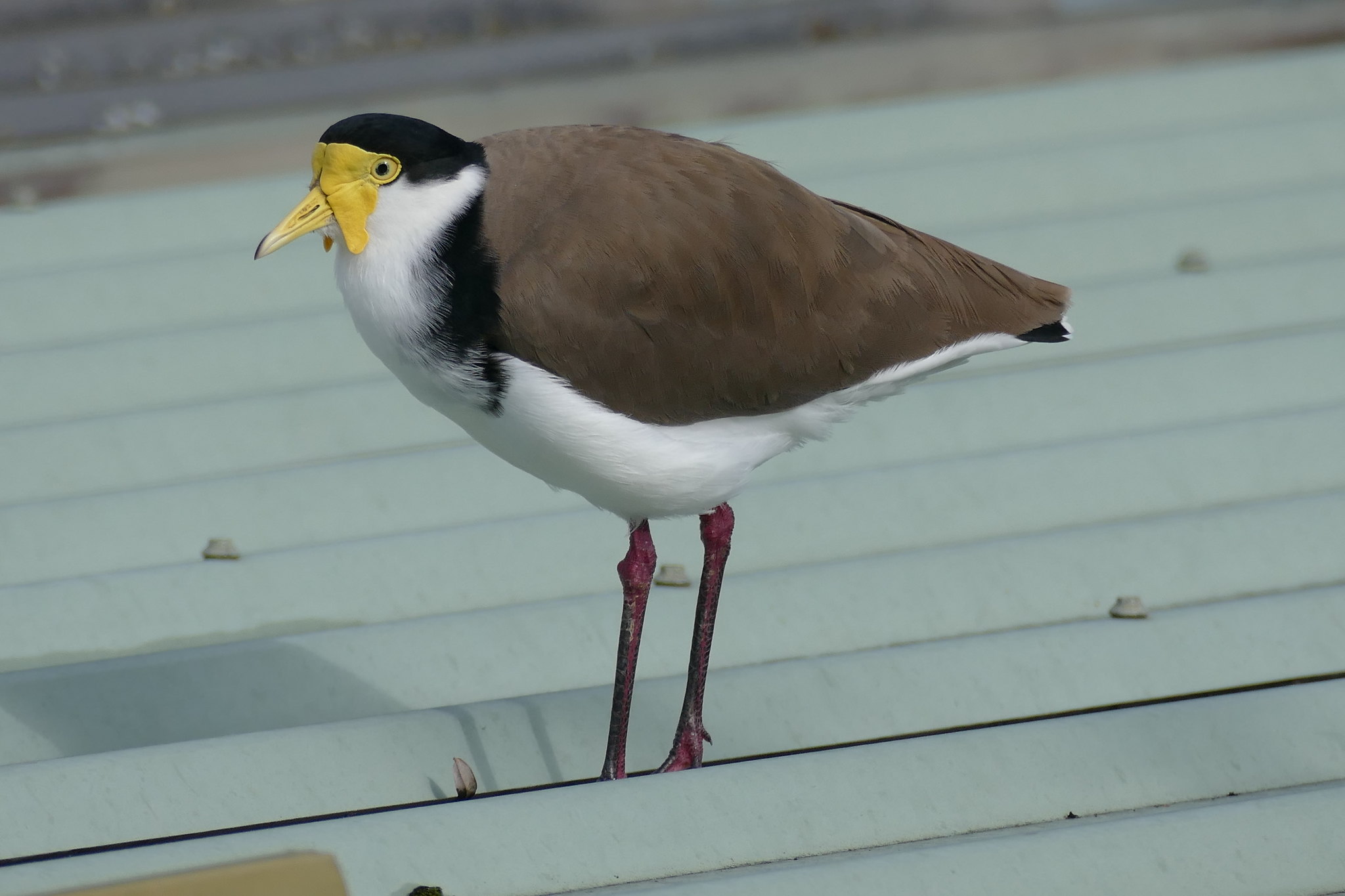 Masked Lapwing Facts, Habitat, Conservation Status, Zoo Populations ...