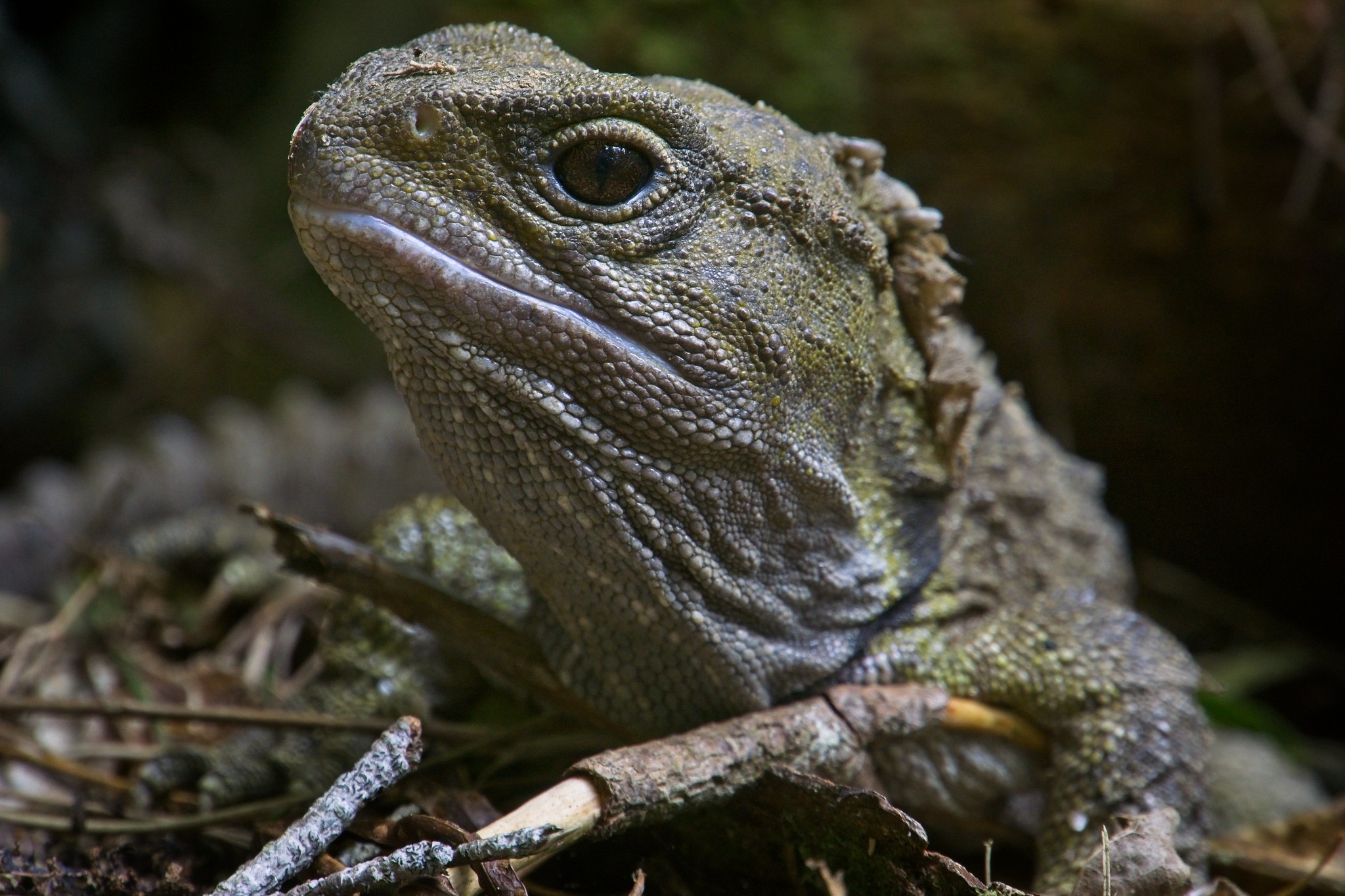 Definitive Guide To Tuatara Facts, Habitat, Conservation Status, Zoo ...