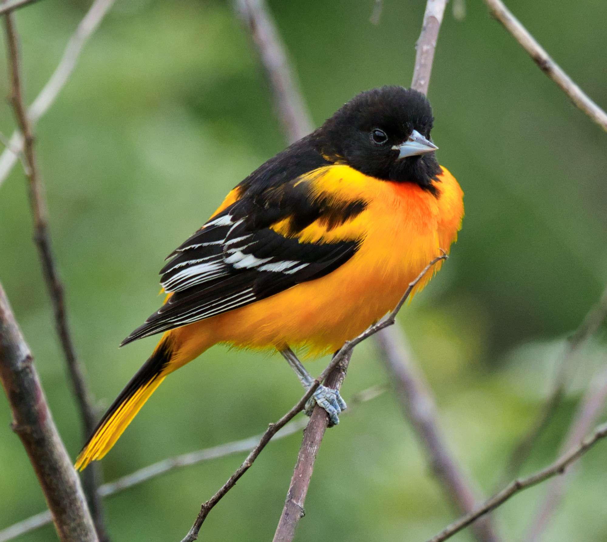 Definitive Guide To Baltimore Oriole Facts, Habitat, Conservation ...