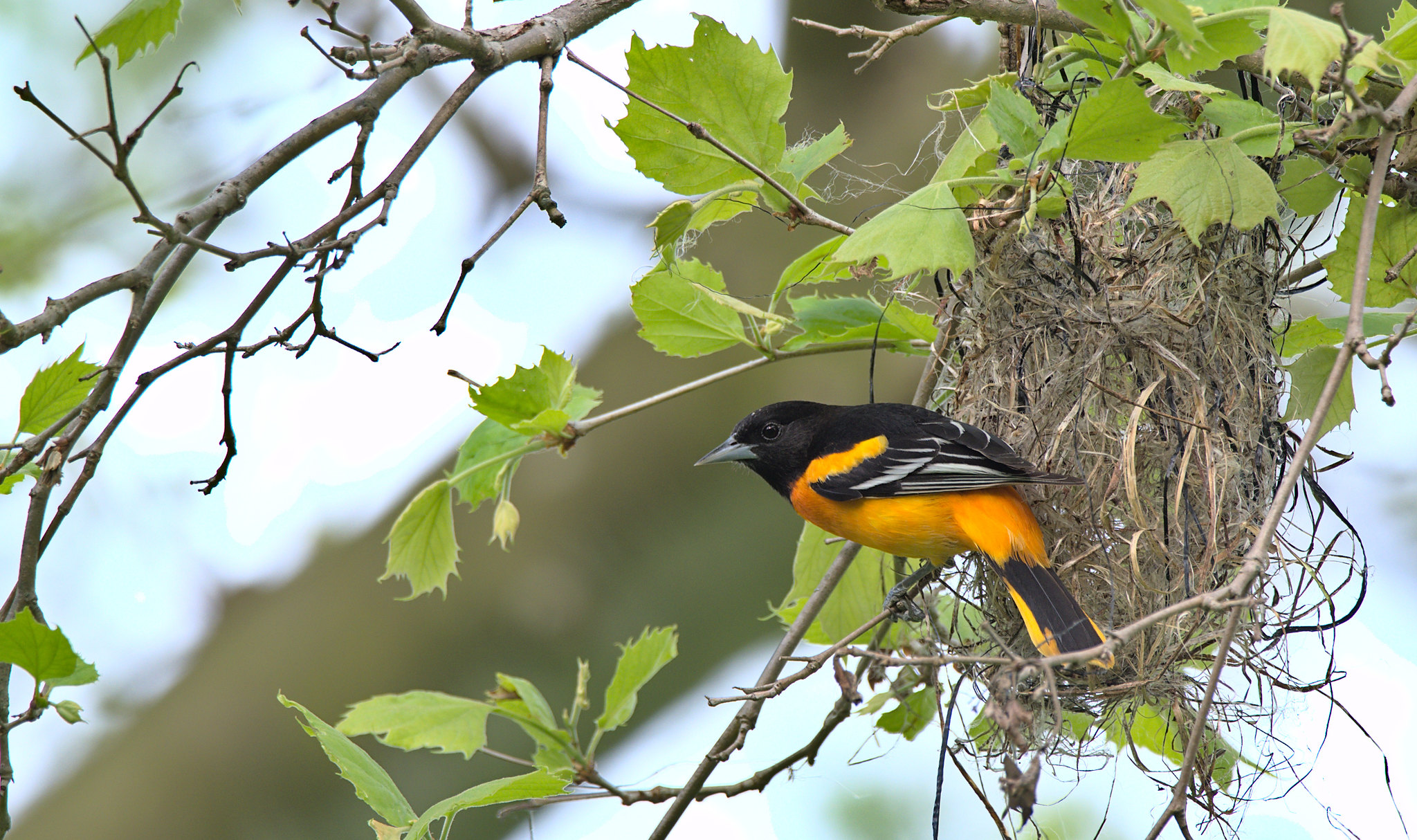 Definitive Guide To Baltimore Oriole Facts, Habitat, Conservation ...