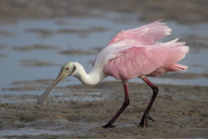 Definitive Guide To Roseate Spoonbill Facts, Habitat, Conservation ...