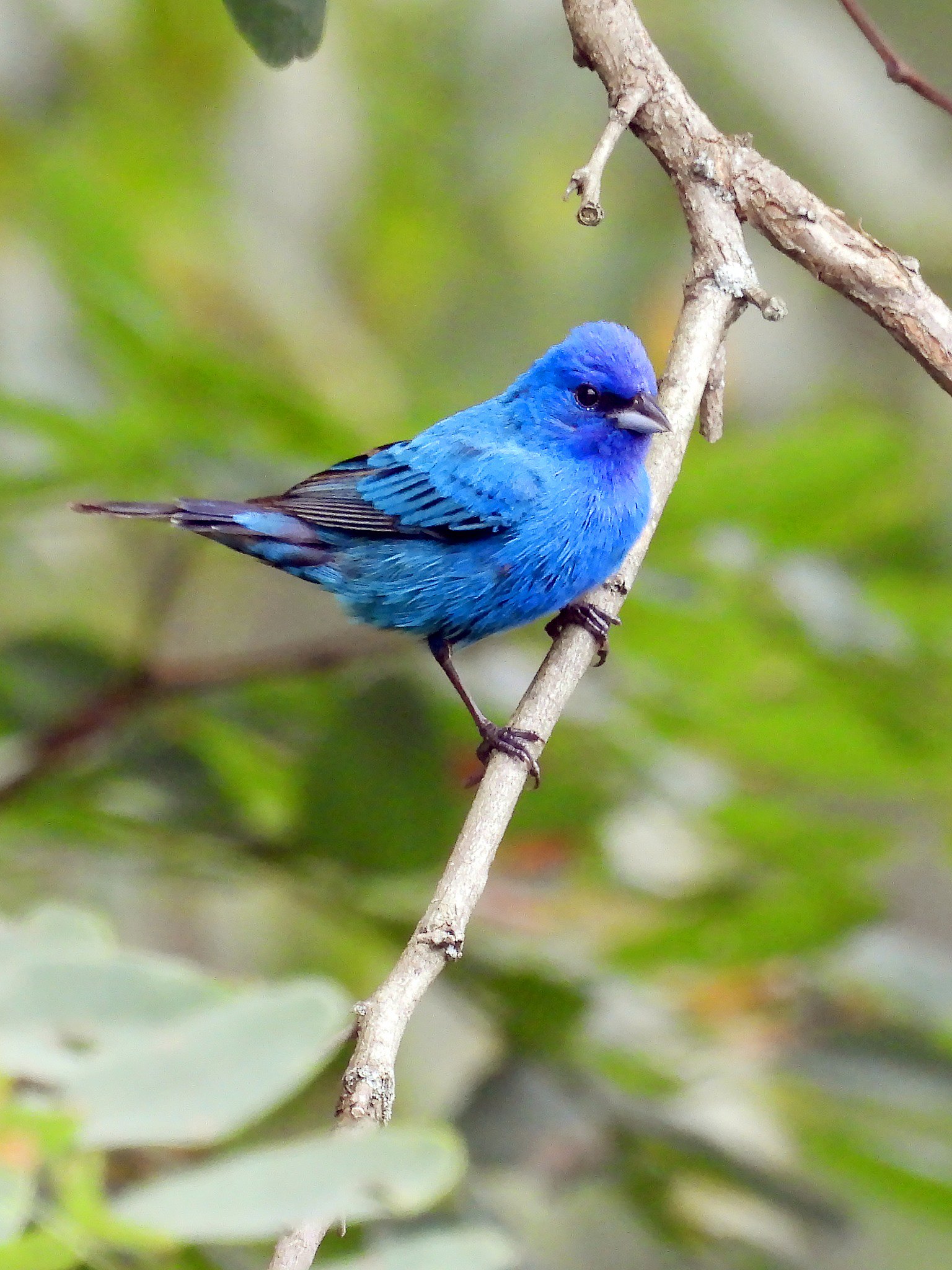 Definitive Guide To Indigo Bunting Facts, Habitat, Conservation Status ...