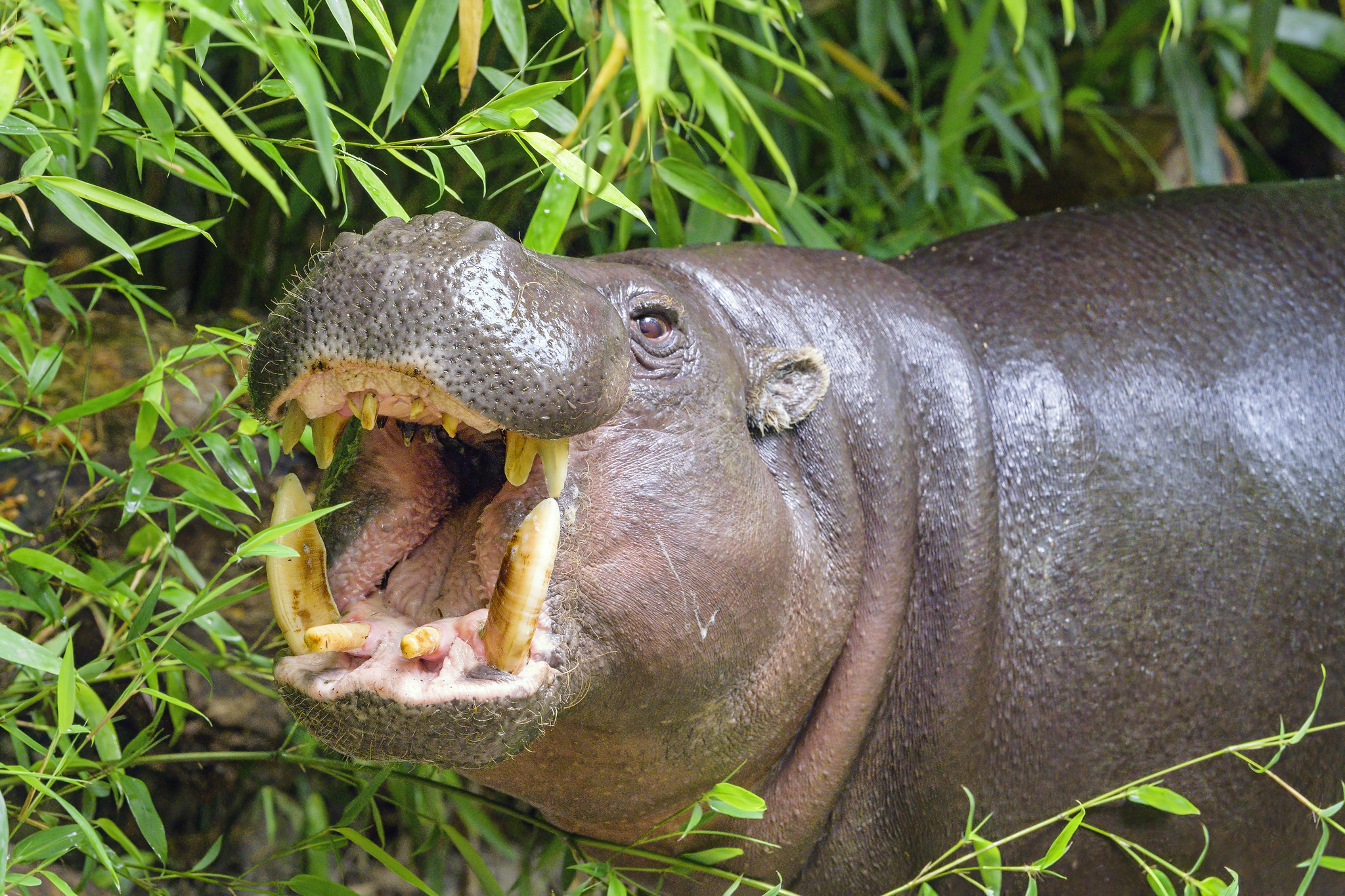 Definitive Guide To Pygmy Hippopotamus Facts, Habitat, Conservation ...