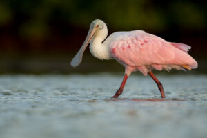 Definitive Guide To Roseate Spoonbill Facts, Habitat, Conservation ...
