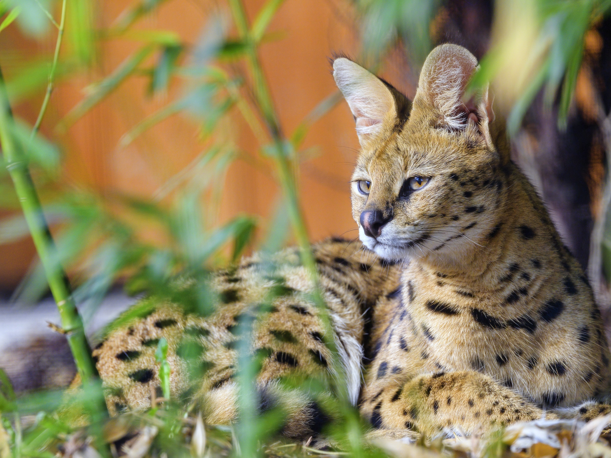 Definitive Guide To Serval Facts, Habitat, Conservation Status, Zoo ...