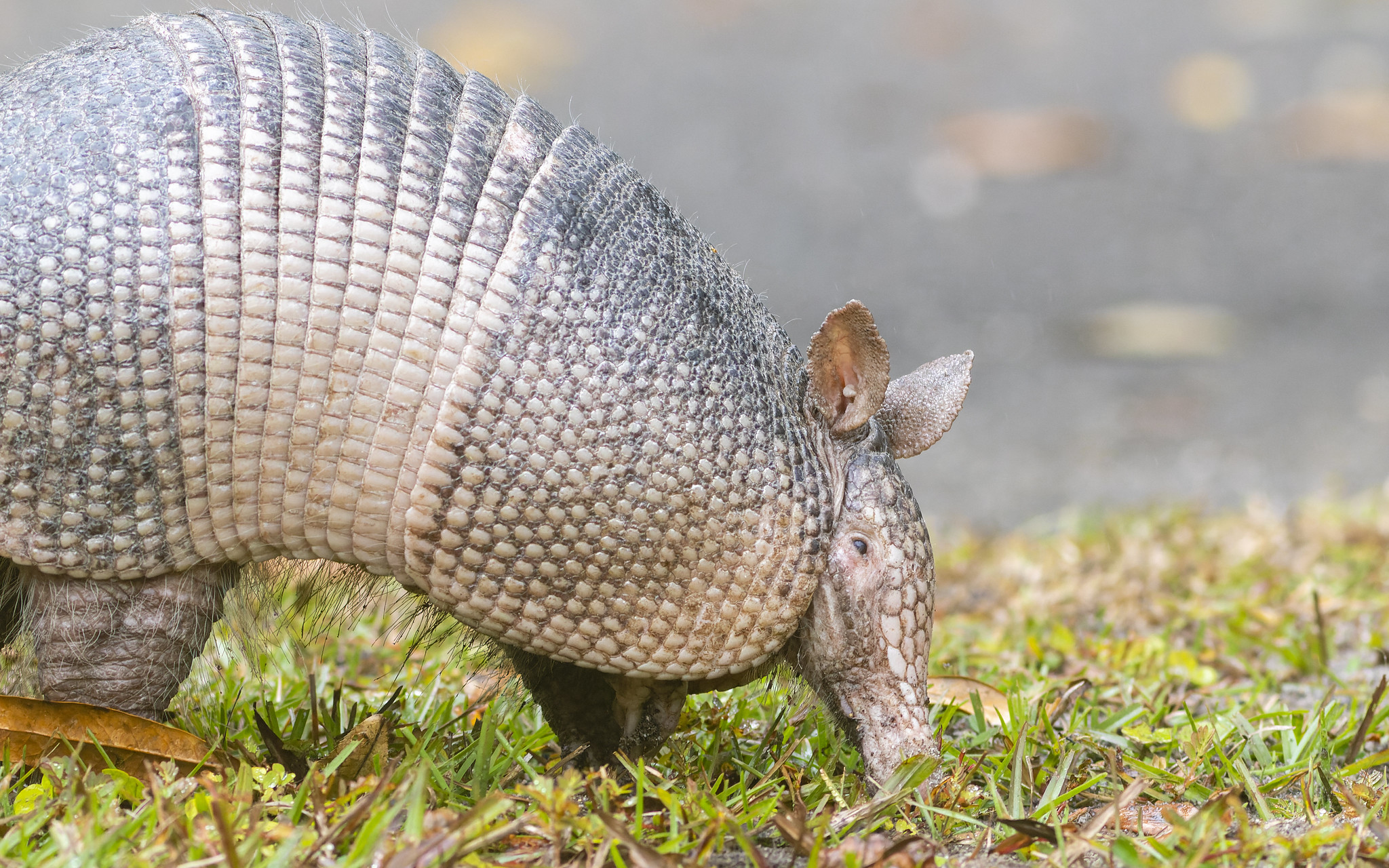 Definitive Guide To Nine-banded Armadillo Facts, Habitat, Conservation ...