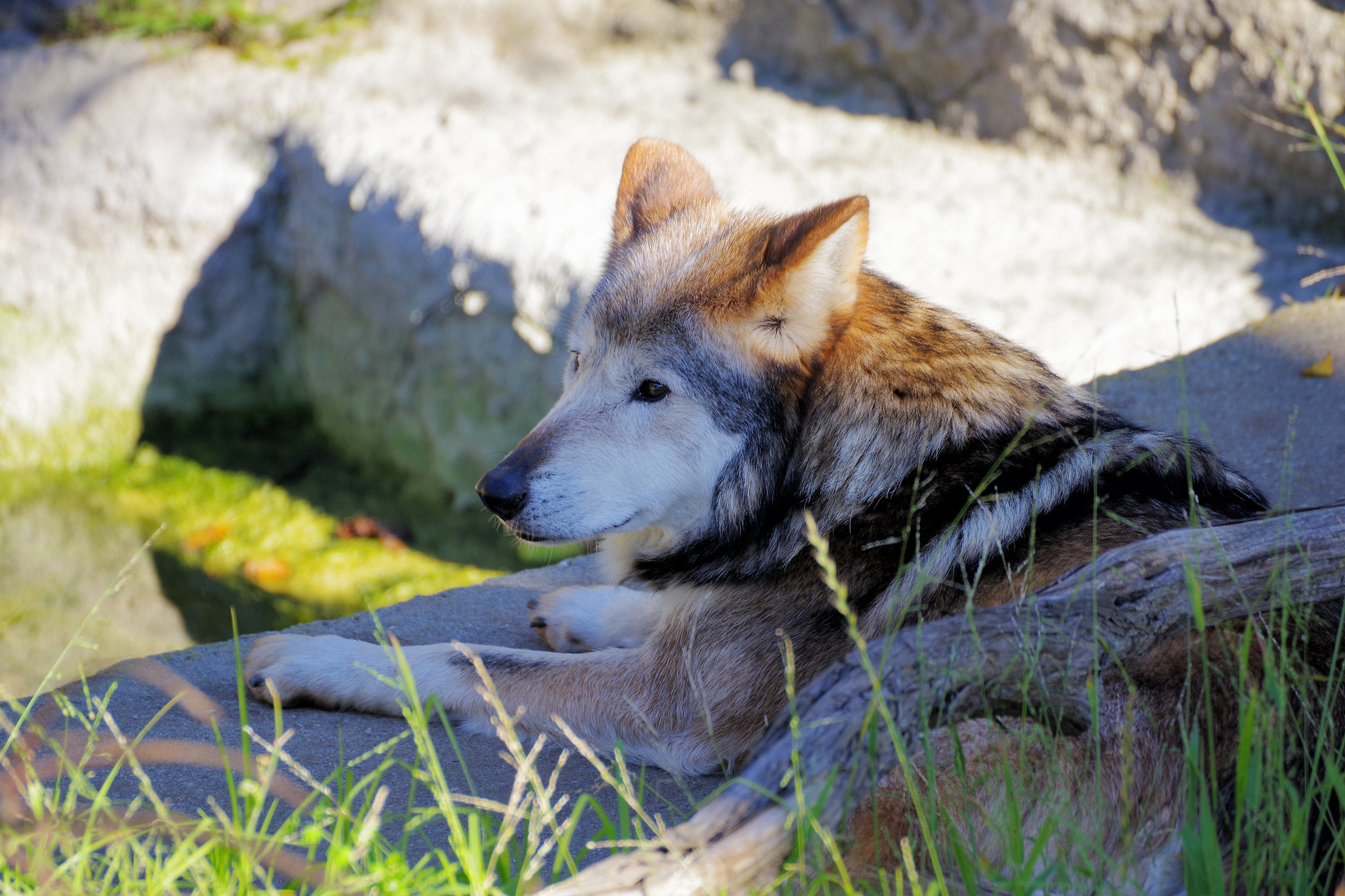 Definitive Guide To Mexican Gray Wolf Facts, Habitat, Conservation