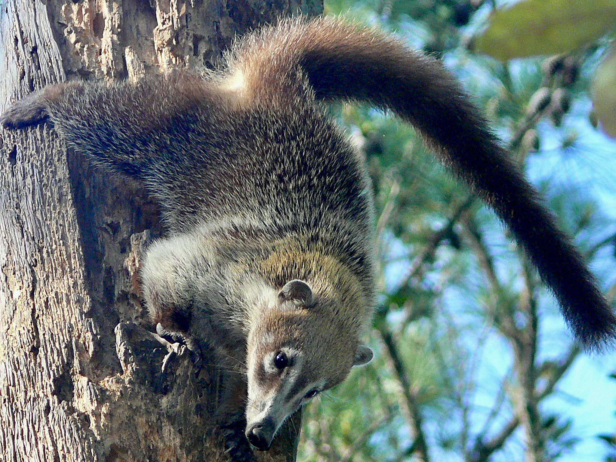 White-nosed Coati - Zoo Guide