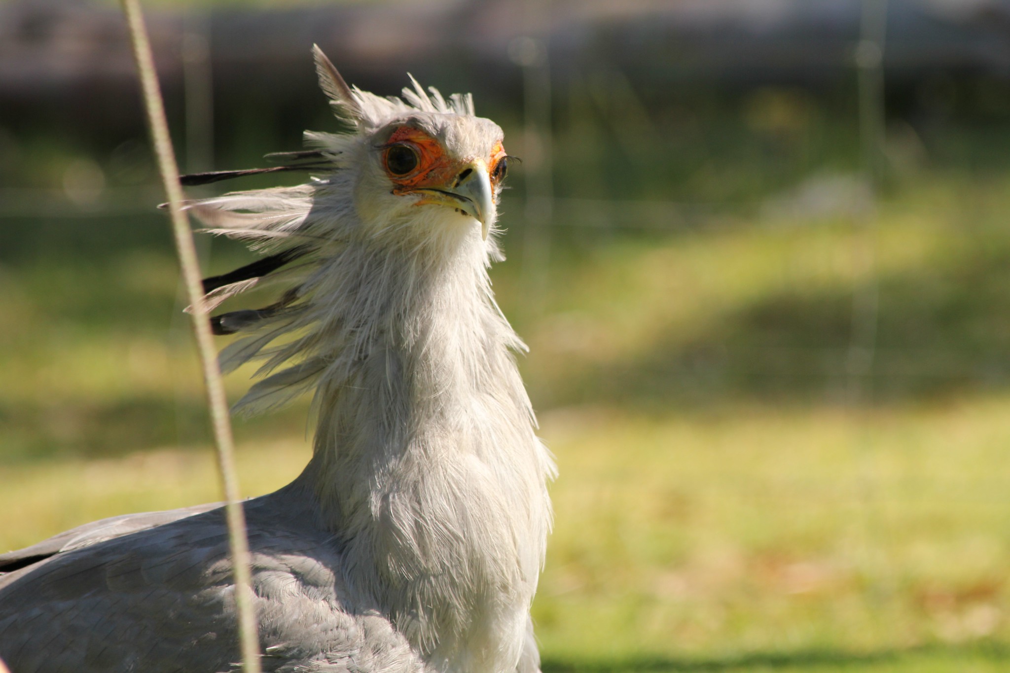 Definitive Guide To Secretarybird Facts, Habitat, Conservation Status ...