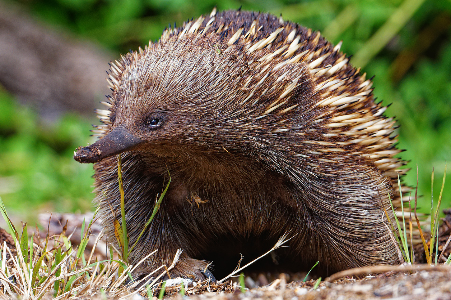 Definitive Guide To Short-beaked Echidna Facts, Habitat, Conservation ...