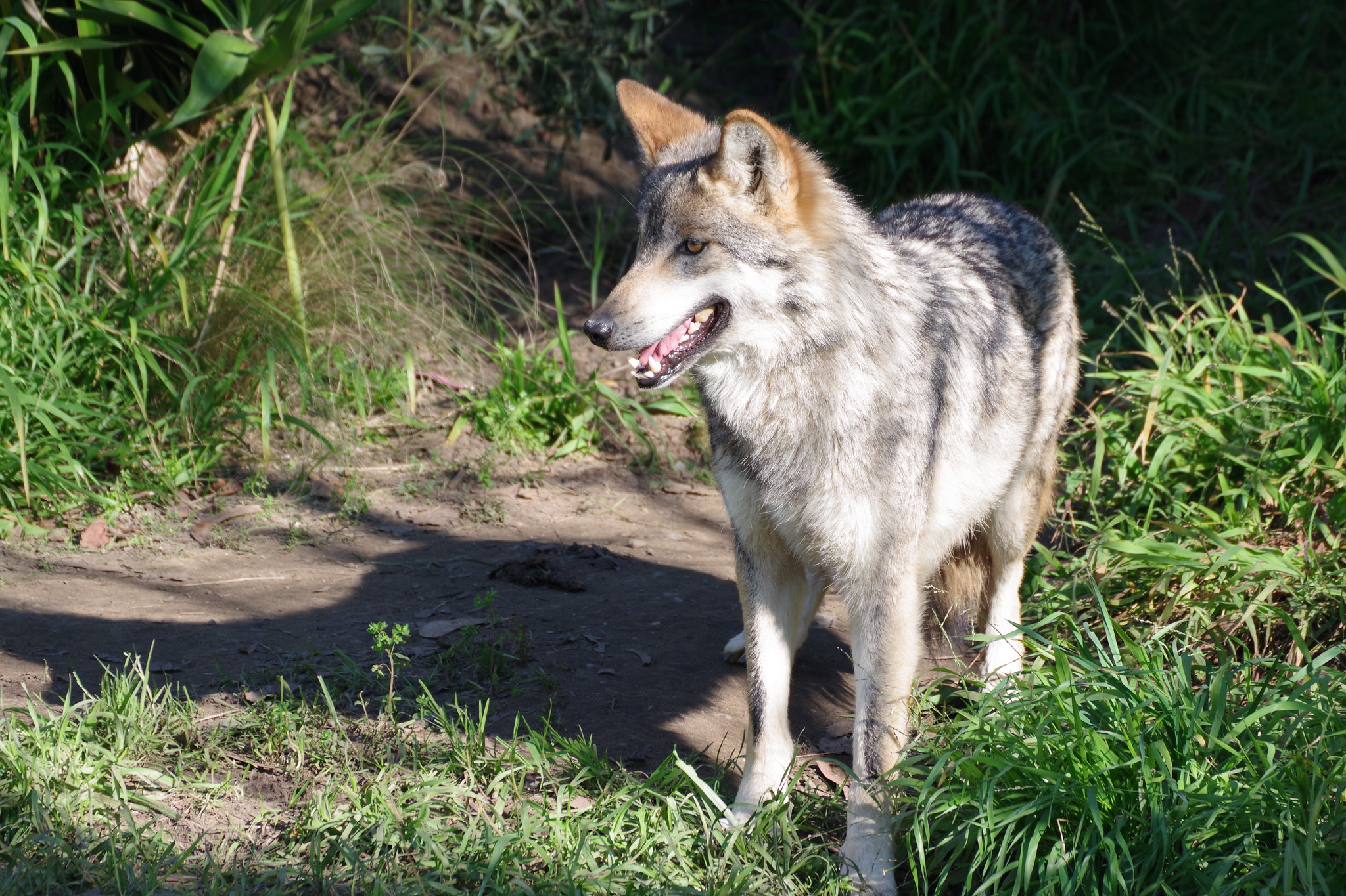 Definitive Guide To Mexican Gray Wolf Facts, Habitat, Conservation