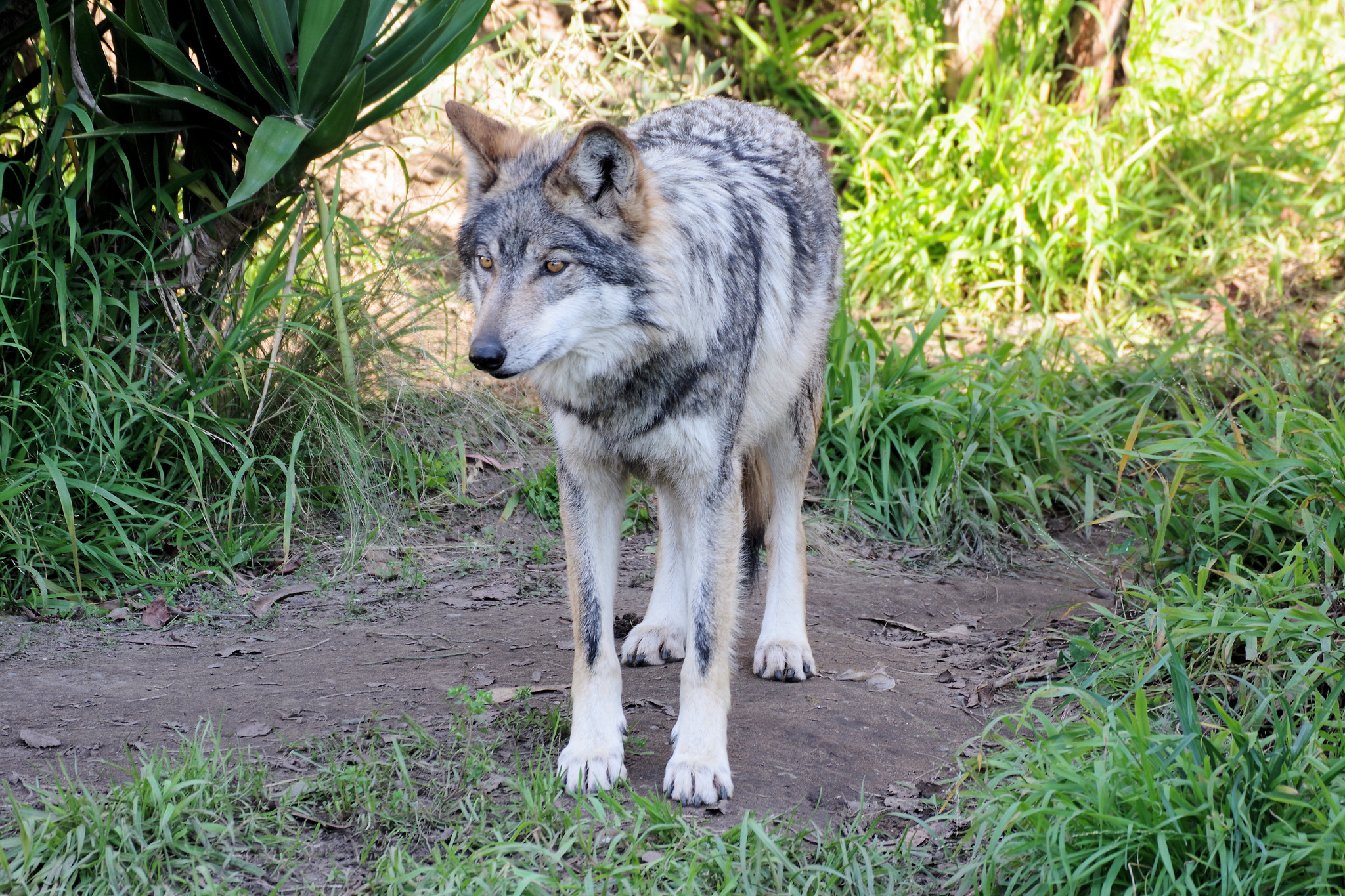 Definitive Guide To Mexican Gray Wolf Facts, Habitat, Conservation