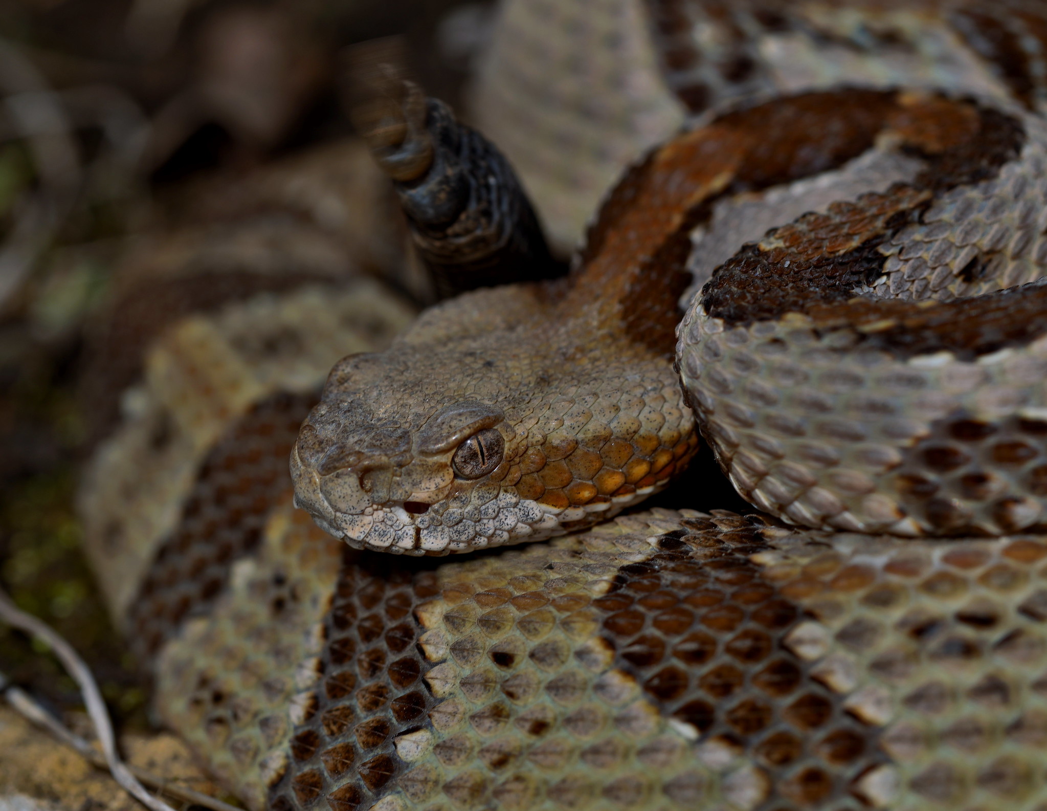 Definitive Guide To Timber Rattlesnake Facts, Habitat, Conservation ...