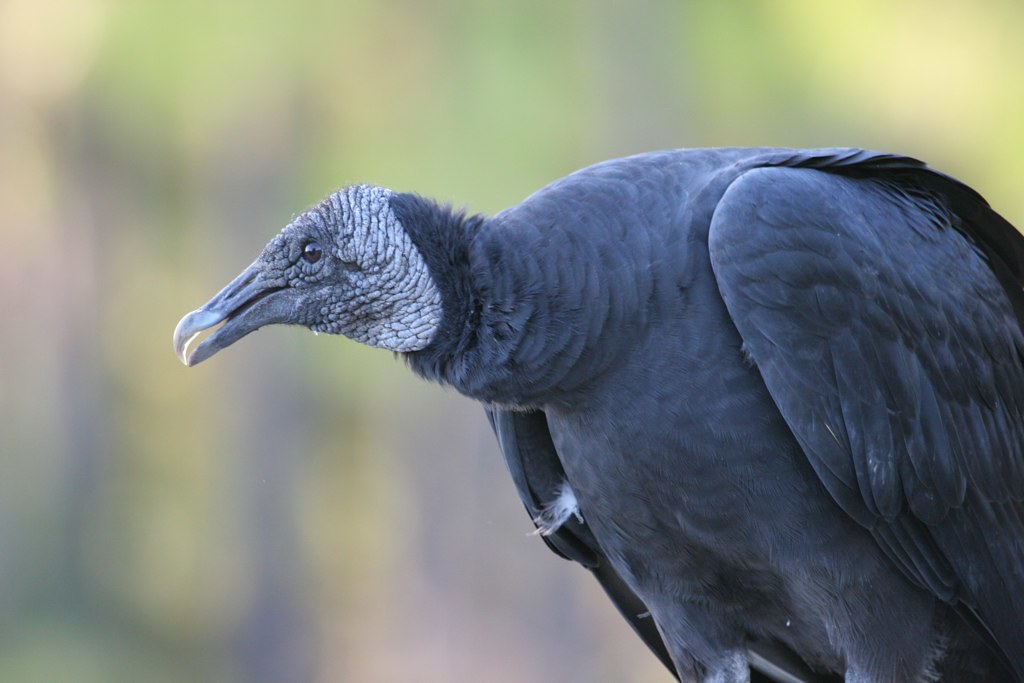 Definitive Guide To Black Vulture Facts, Habitat, Conservation Status ...