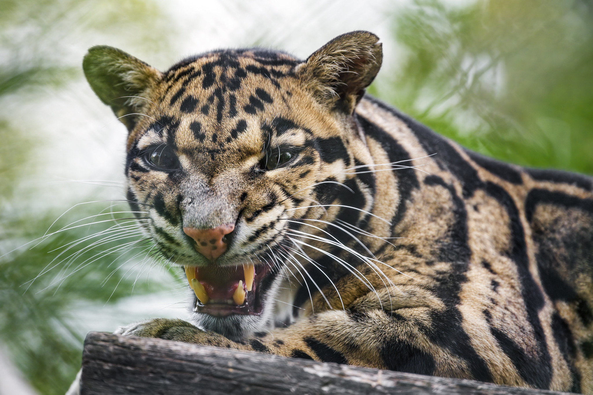 Definitive Guide To Clouded Leopard Facts, Habitat, Conservation Status ...