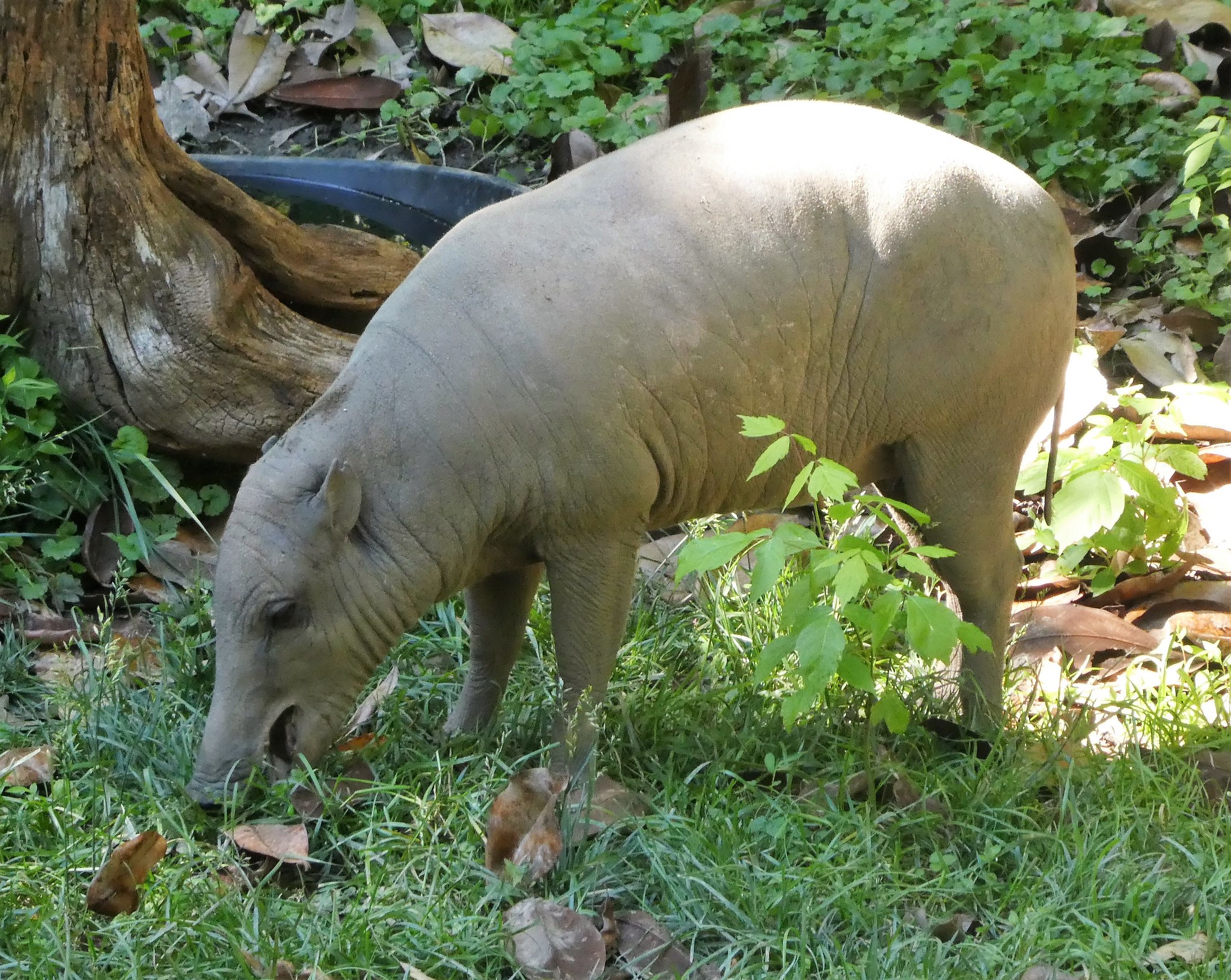 Definitive Guide To North Sulawesi Babirusa Facts, Habitat ...