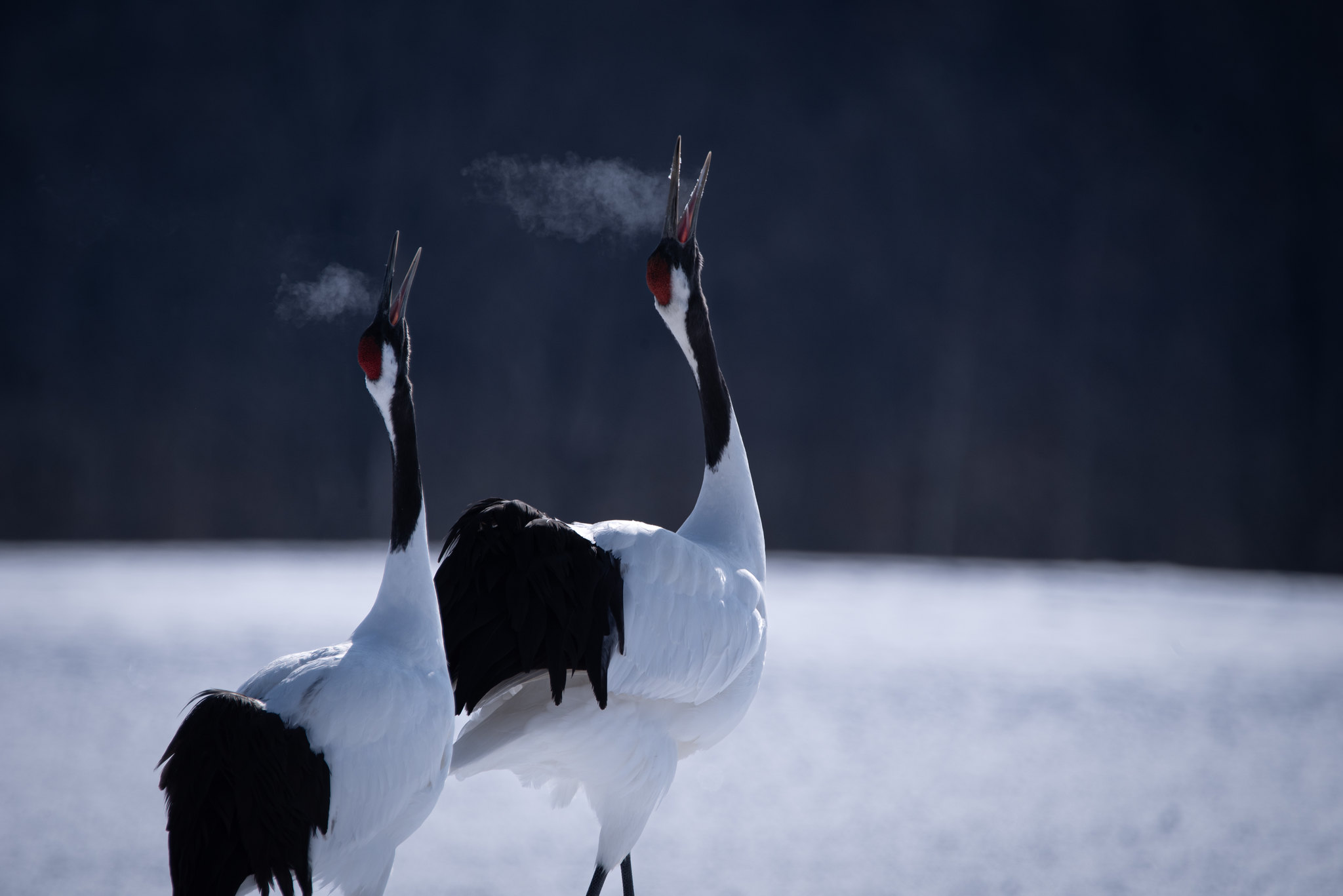 Definitive Guide To Red-crowned Crane Facts, Habitat, Conservation 