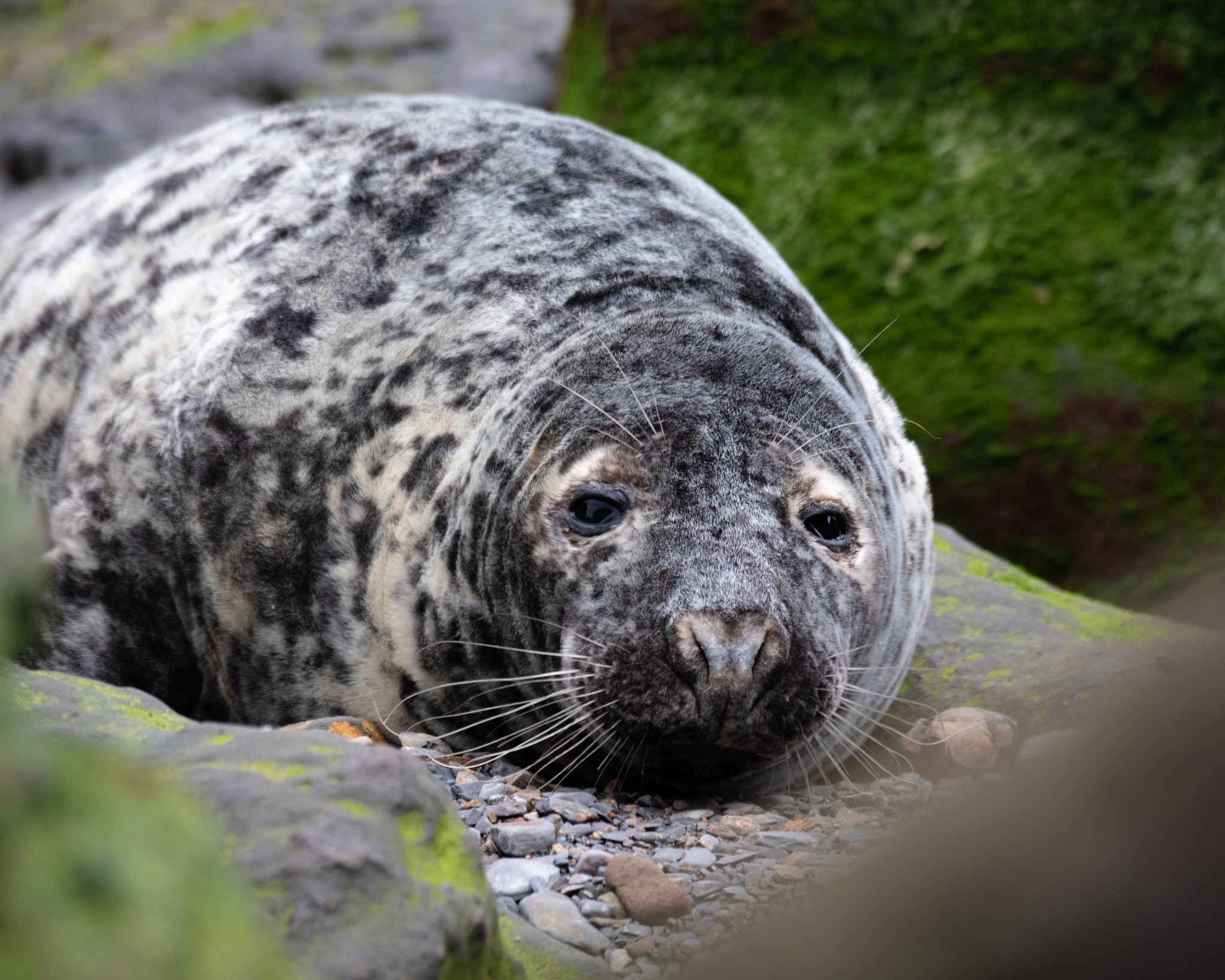 Definitive Guide To Gray Seal Facts Habitat Conservation Status Zoo Definitive Guide To Gray Seal Facts Habitat Conservation Status Zoo