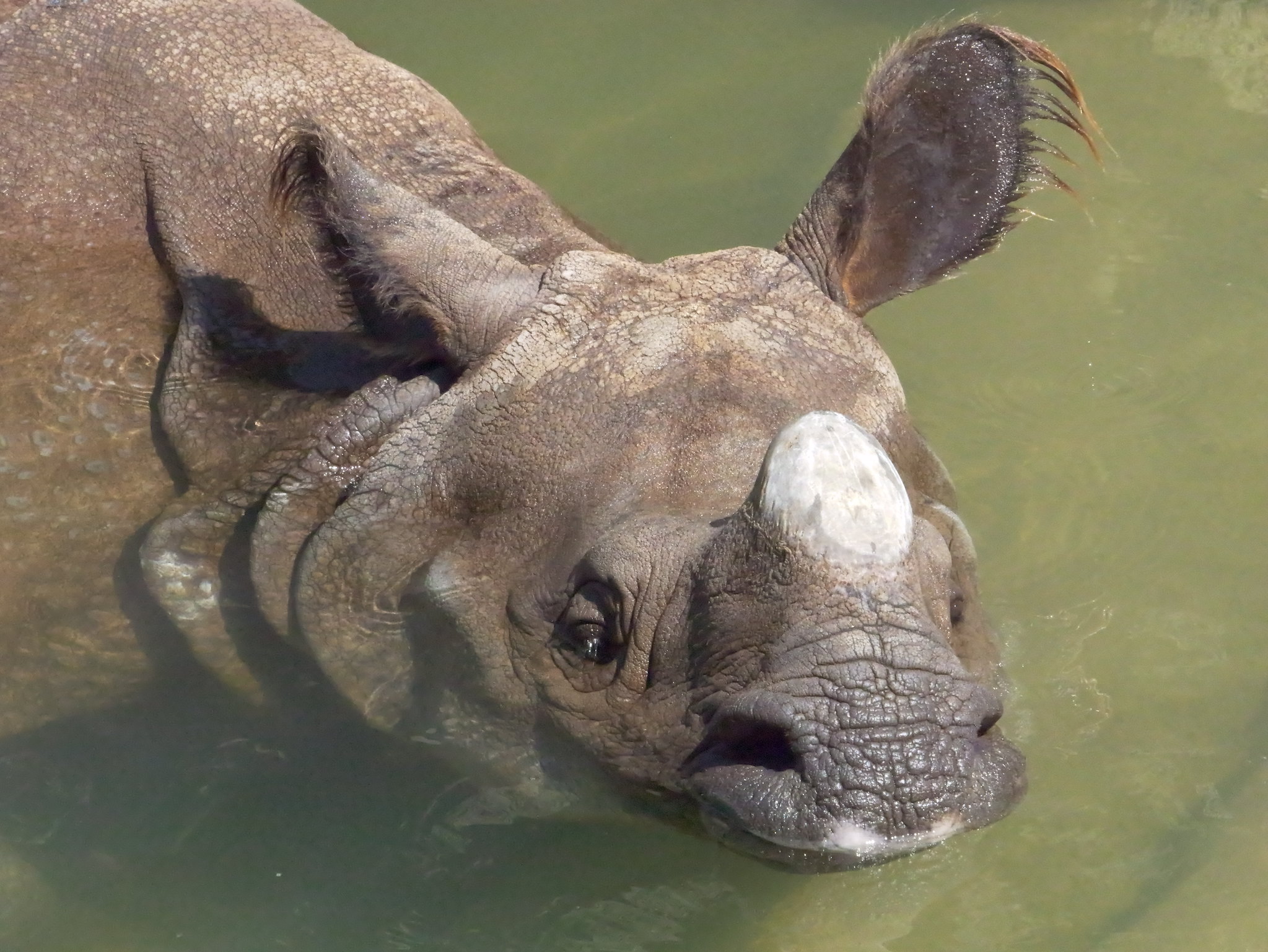 Definitive Guide To Greater One-horned Rhinoceros Facts, Habitat