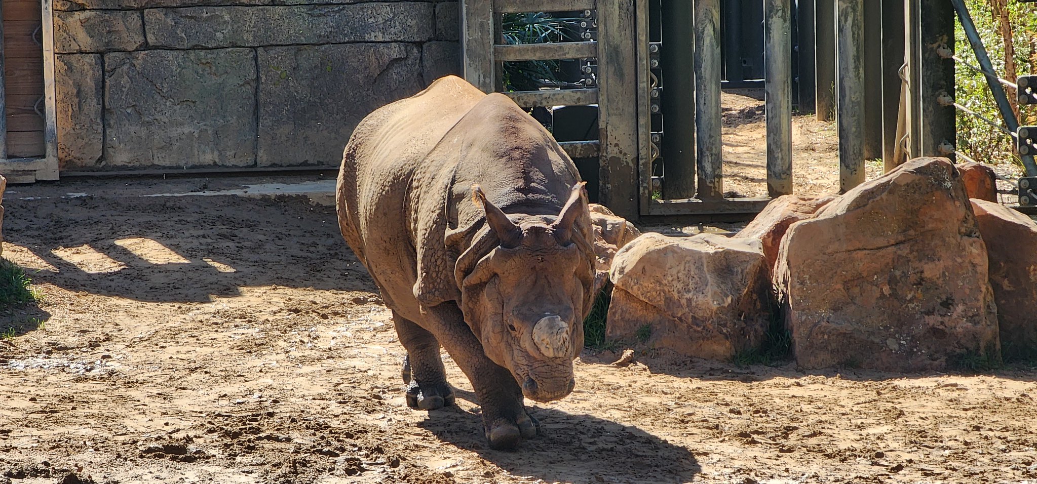 Definitive Guide To Greater One-horned Rhinoceros Facts, Habitat