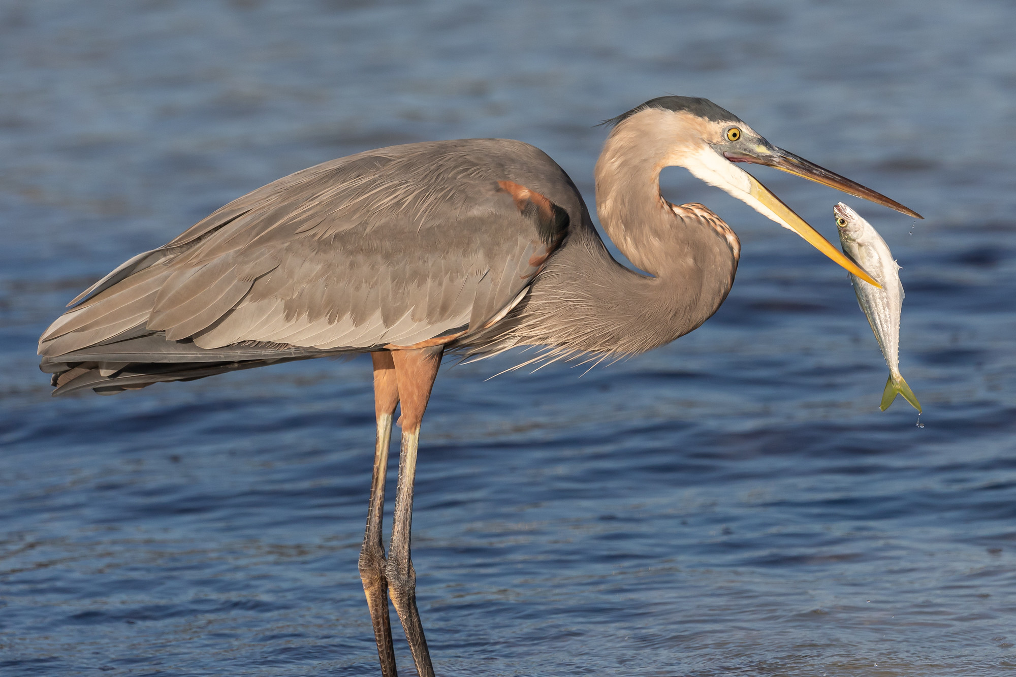 Definitive Guide To Great Blue Heron Facts, Habitat, Conservation ...